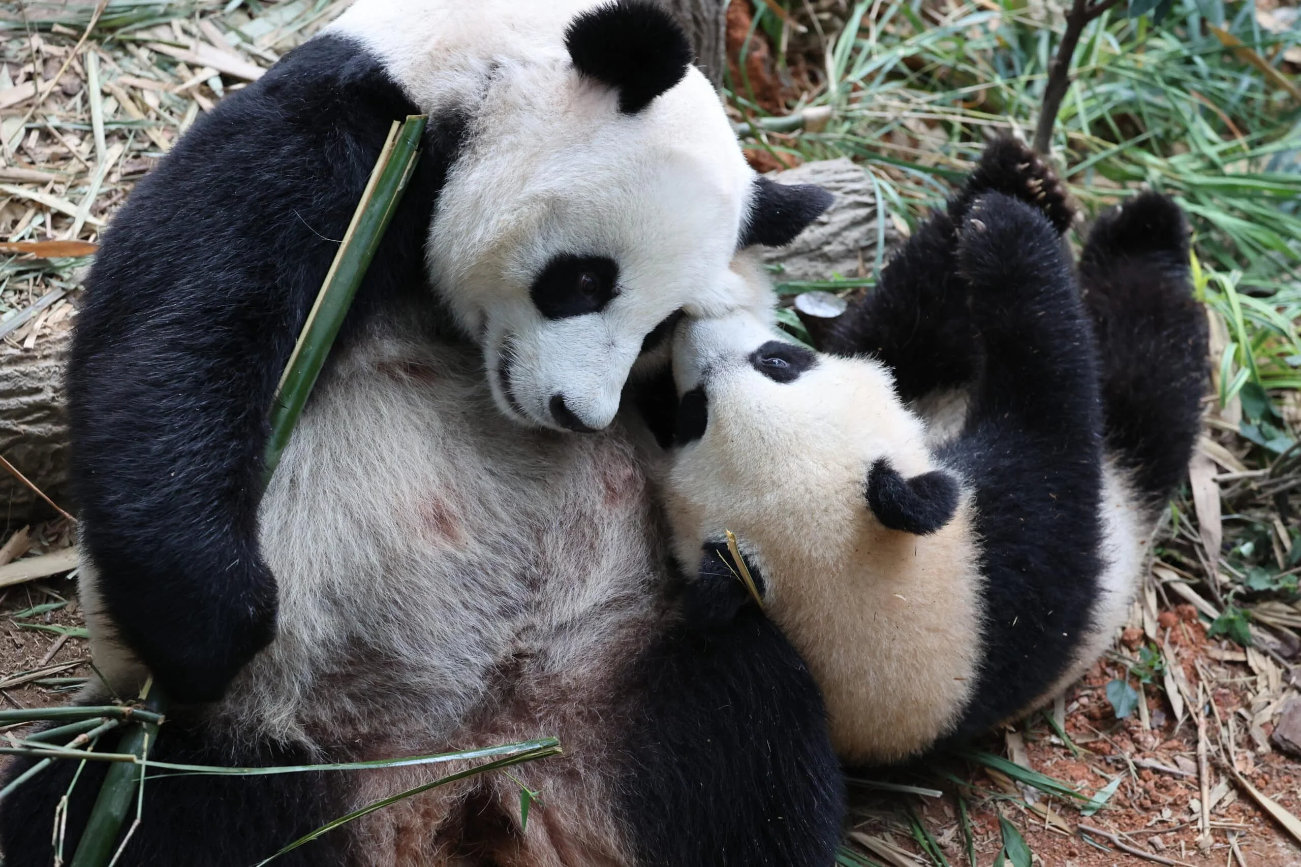 Mandai River Wonders