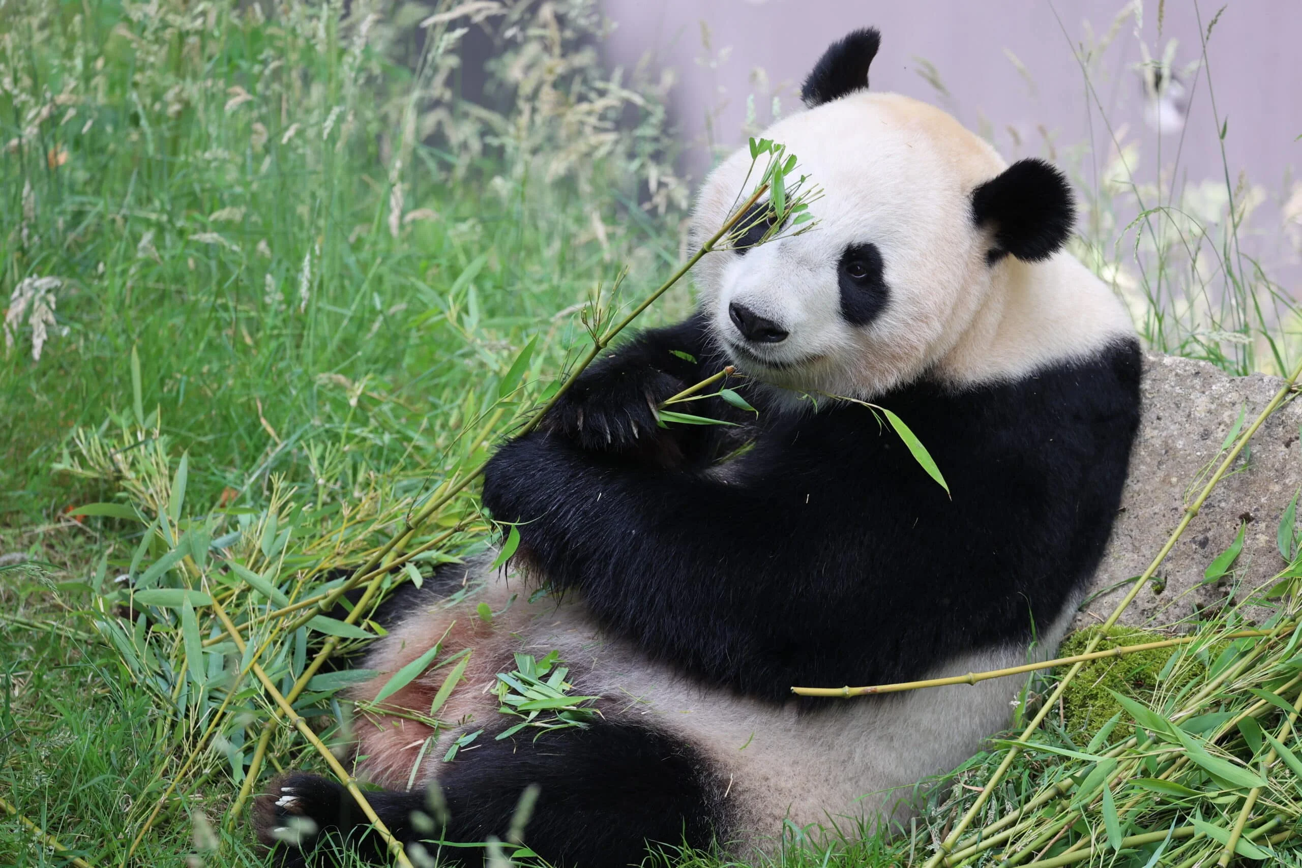 Ouwehands Dierenpark Rhenen