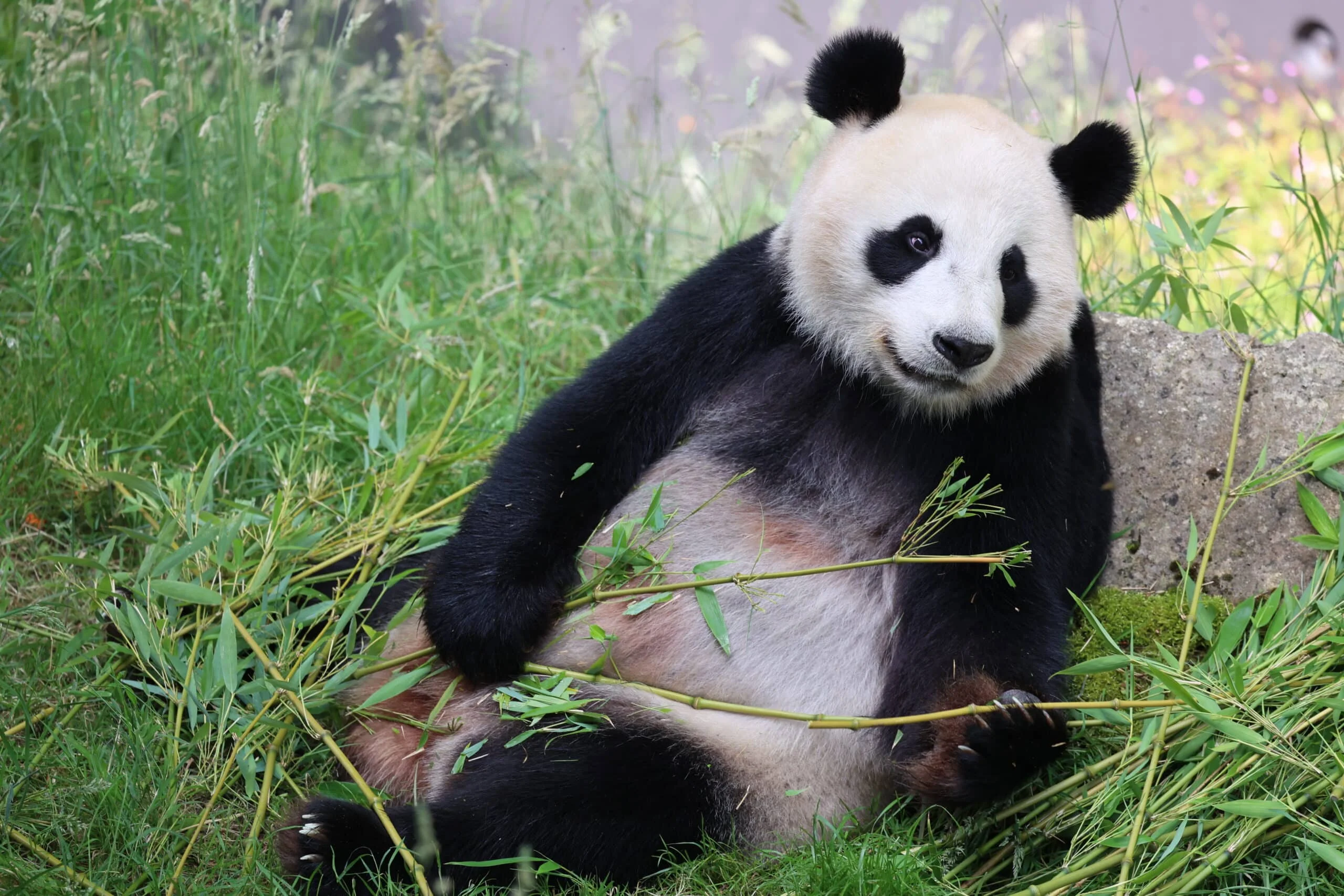 Ouwehands Dierenpark Rhenen