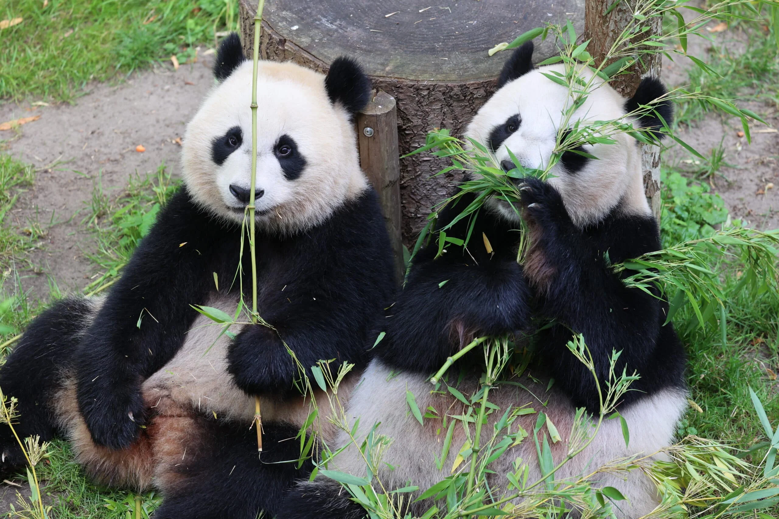 Ouwehands Dierenpark Rhenen