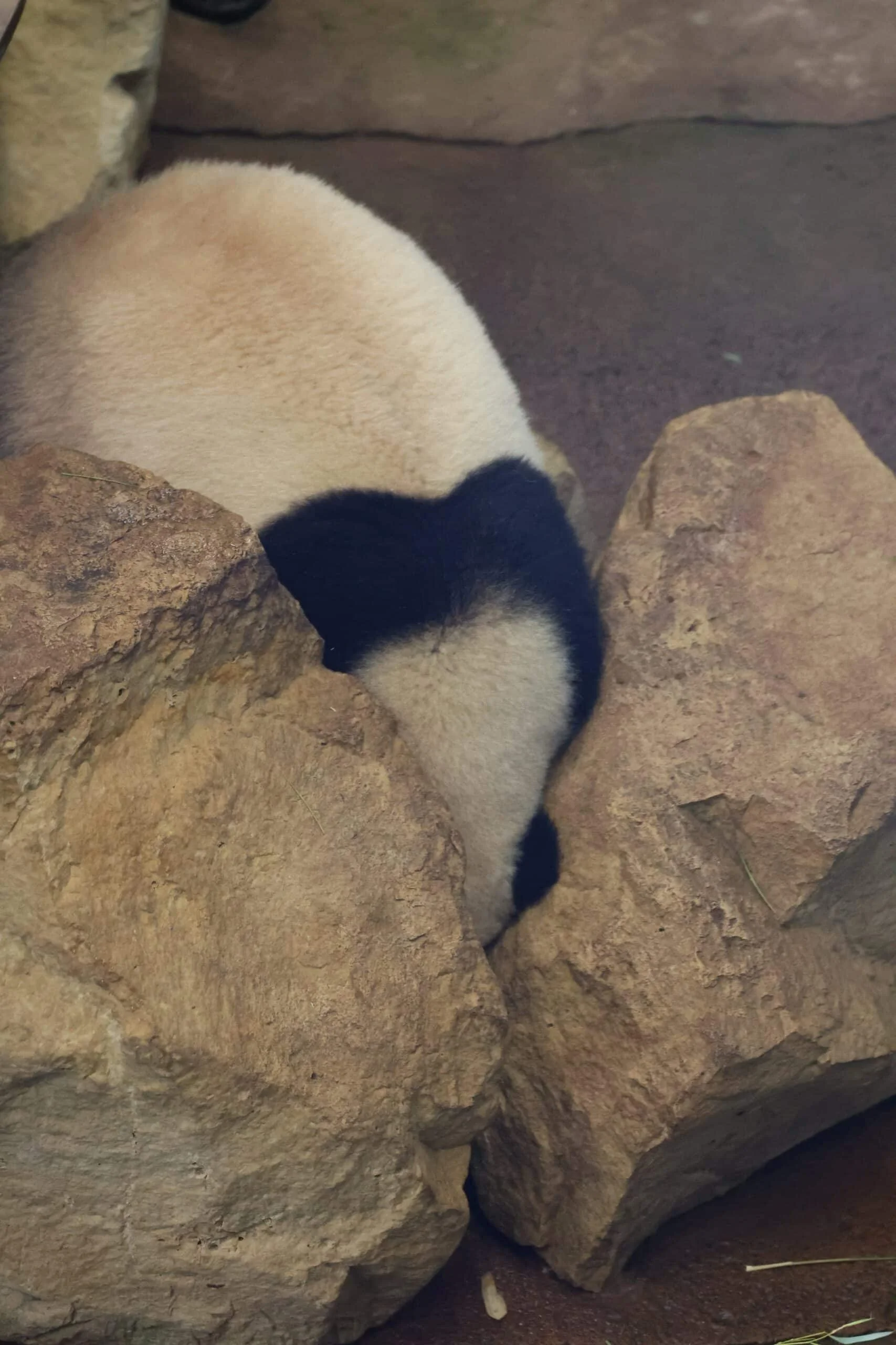 Ouwehands Dierenpark Rhenen