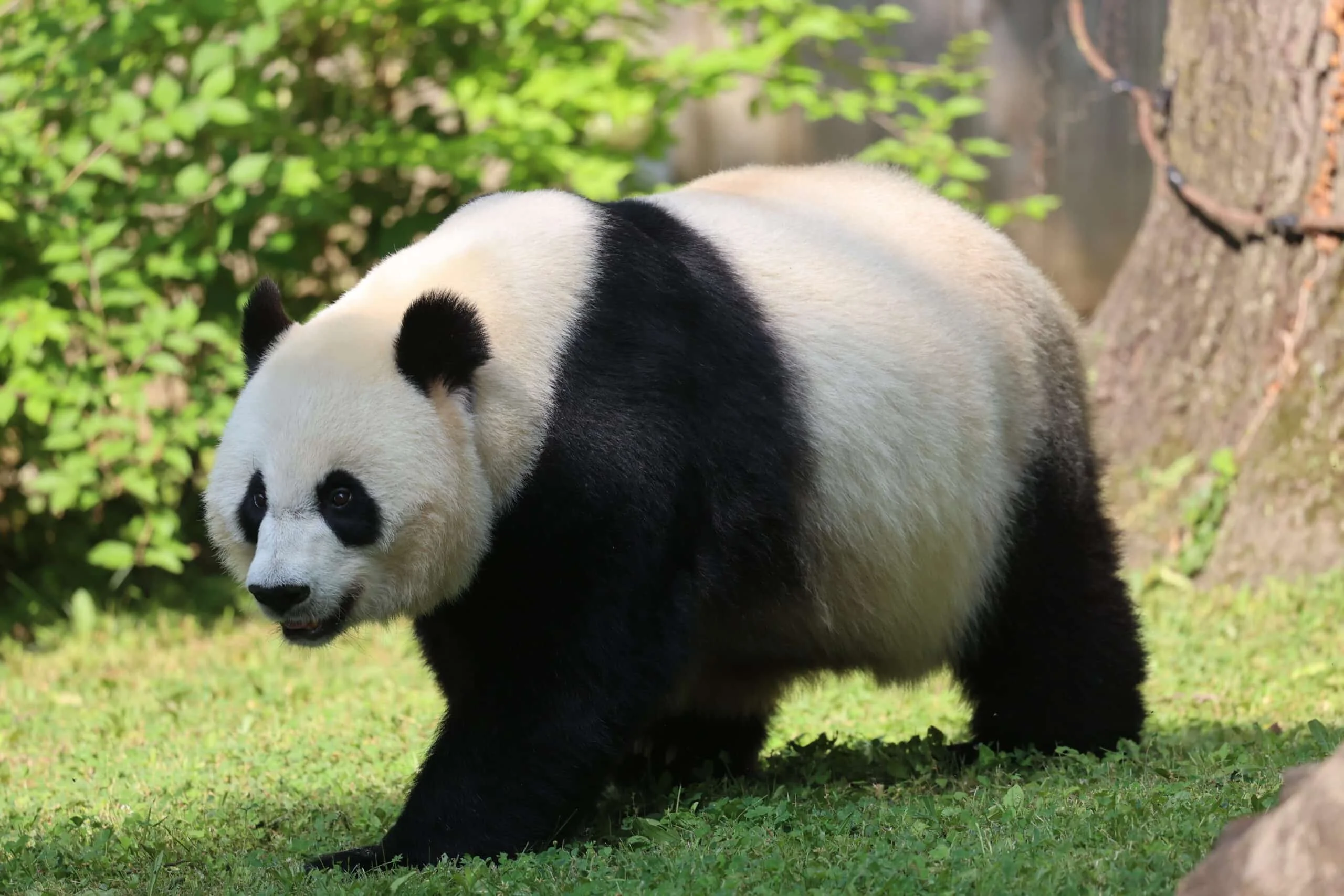 Smithsonian's National Zoo