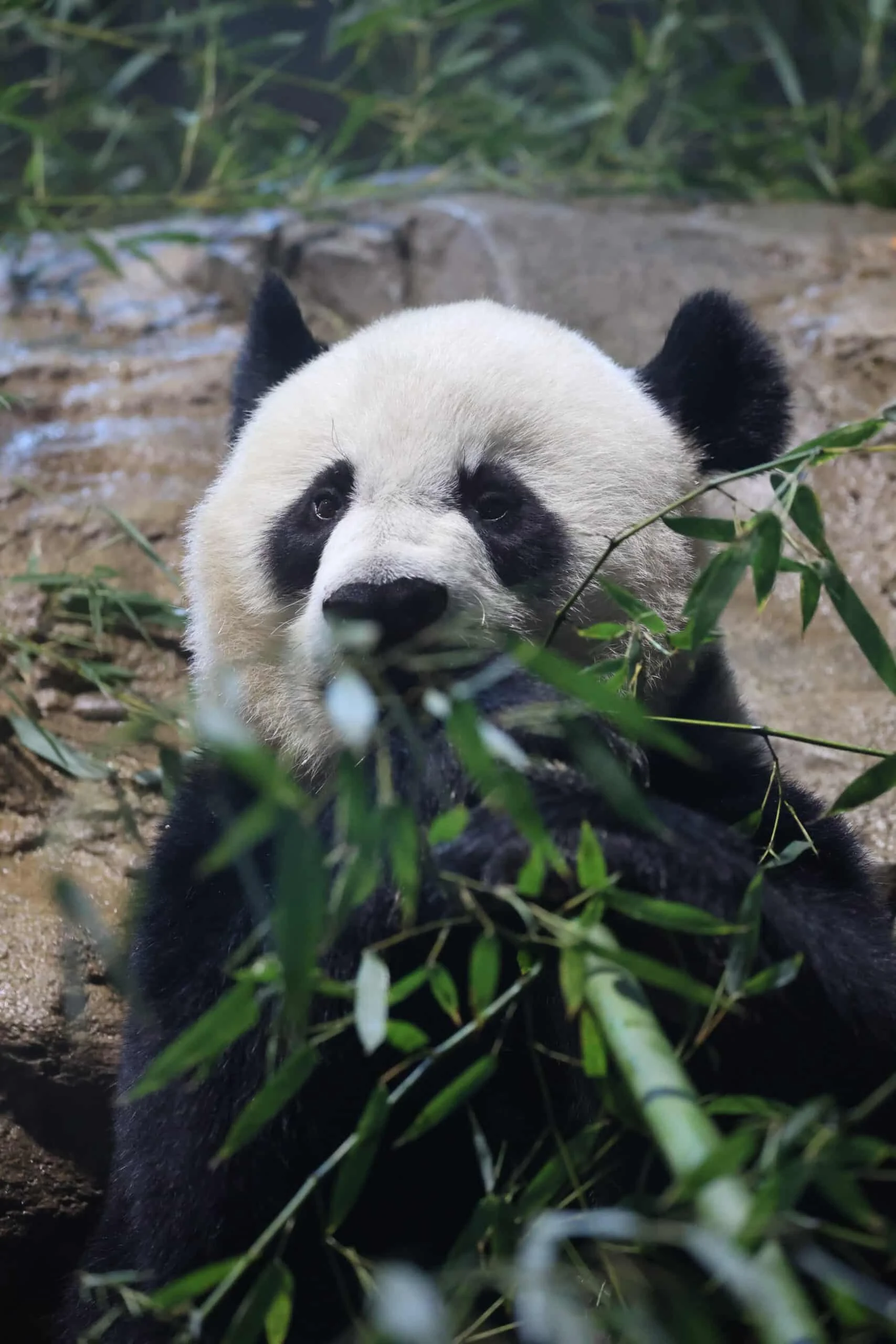 Smithsonian's National Zoo