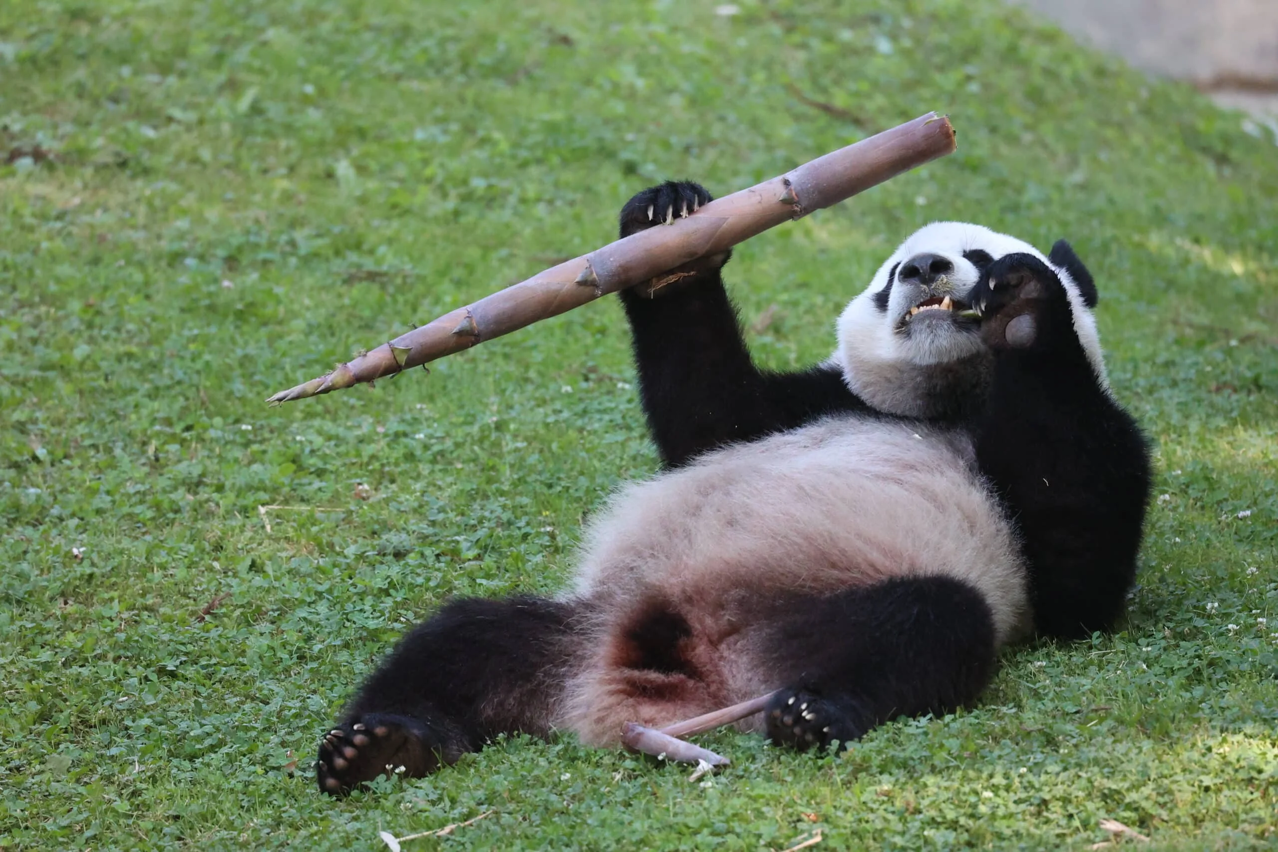 Smithsonian's National Zoo