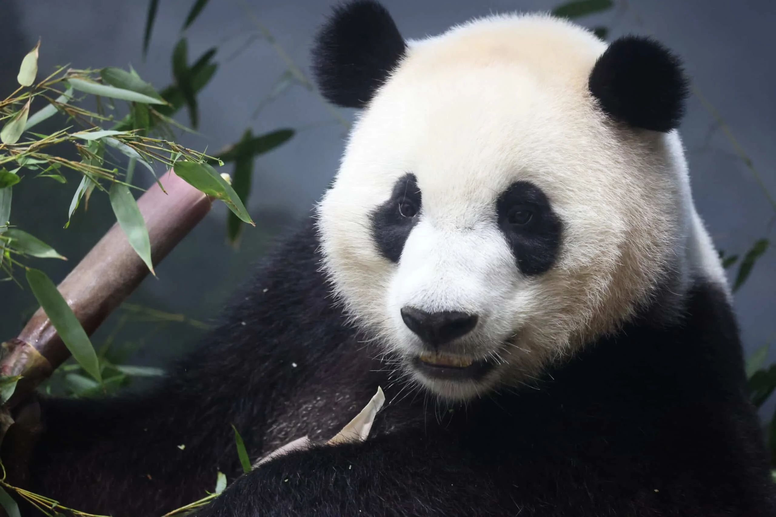 Smithsonian's National Zoo