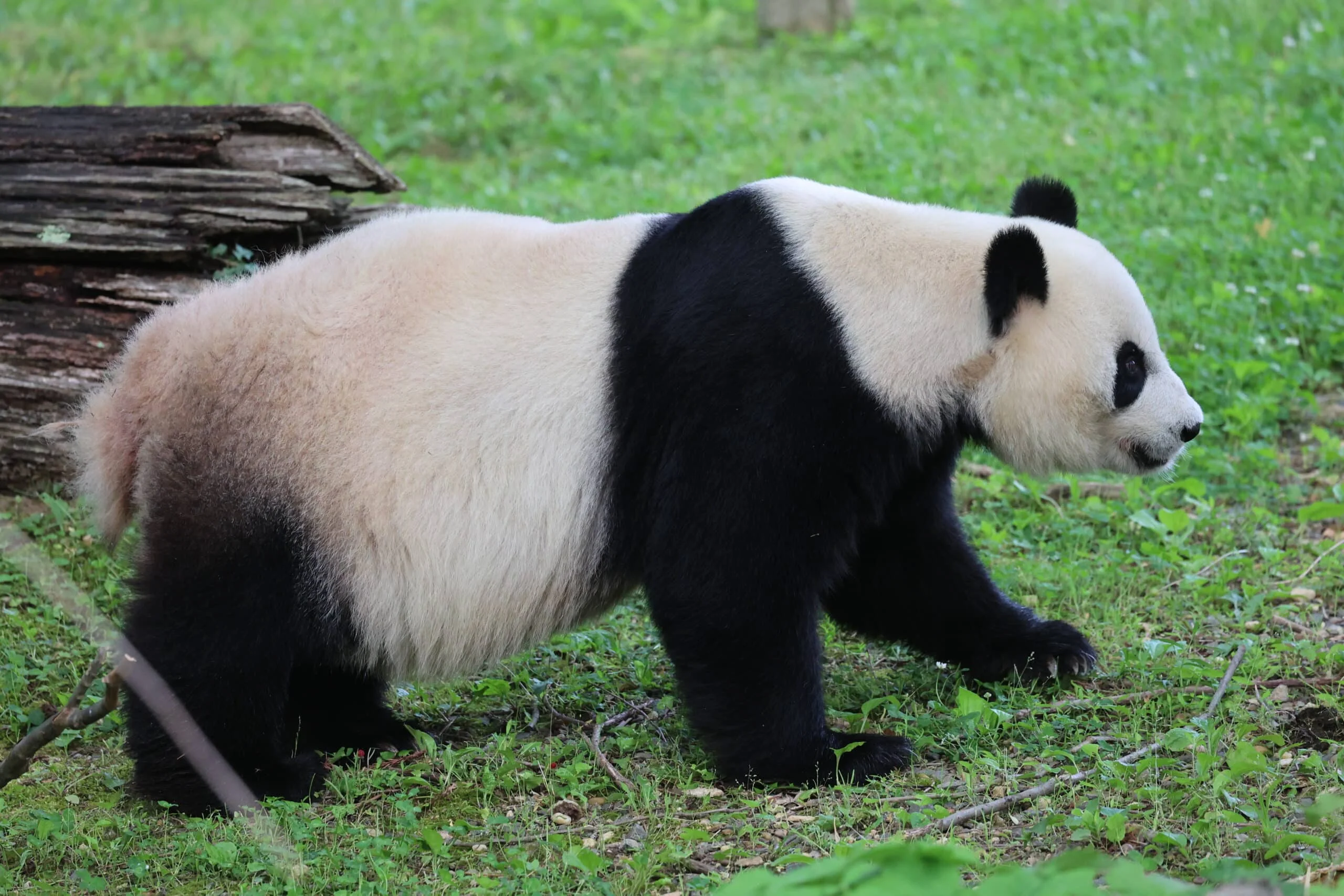 Smithsonian's National Zoo