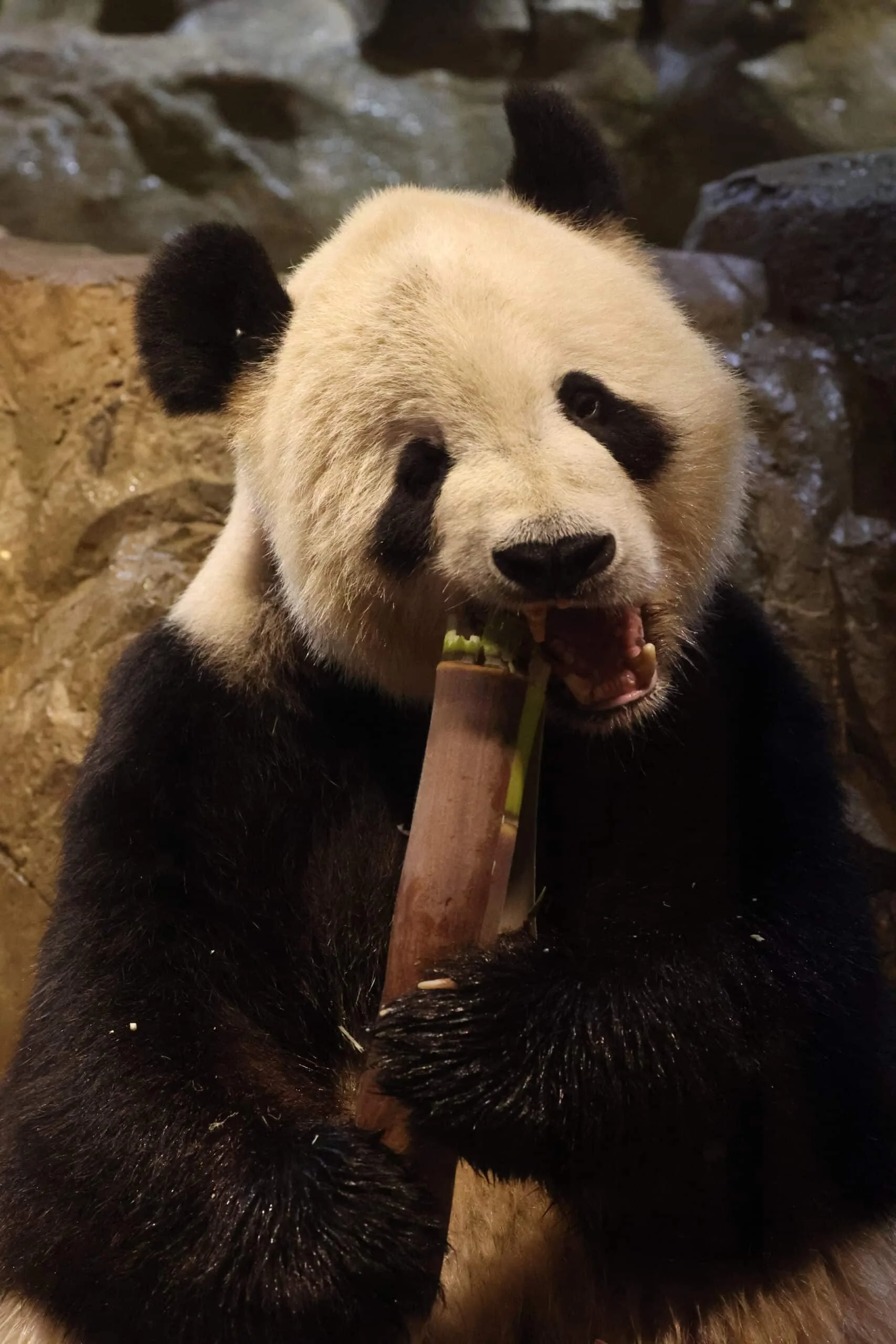 Smithsonian's National Zoo