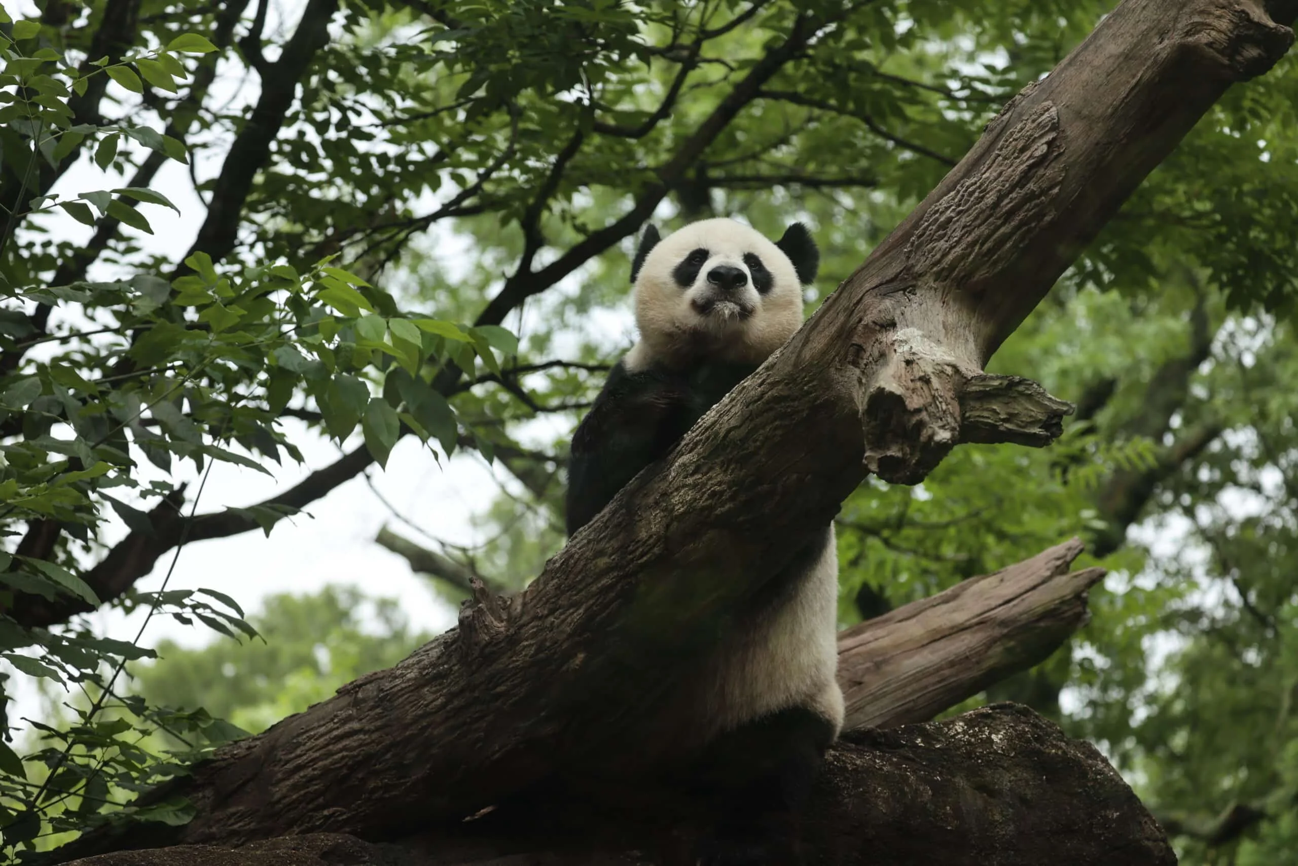 Smithsonian's National Zoo