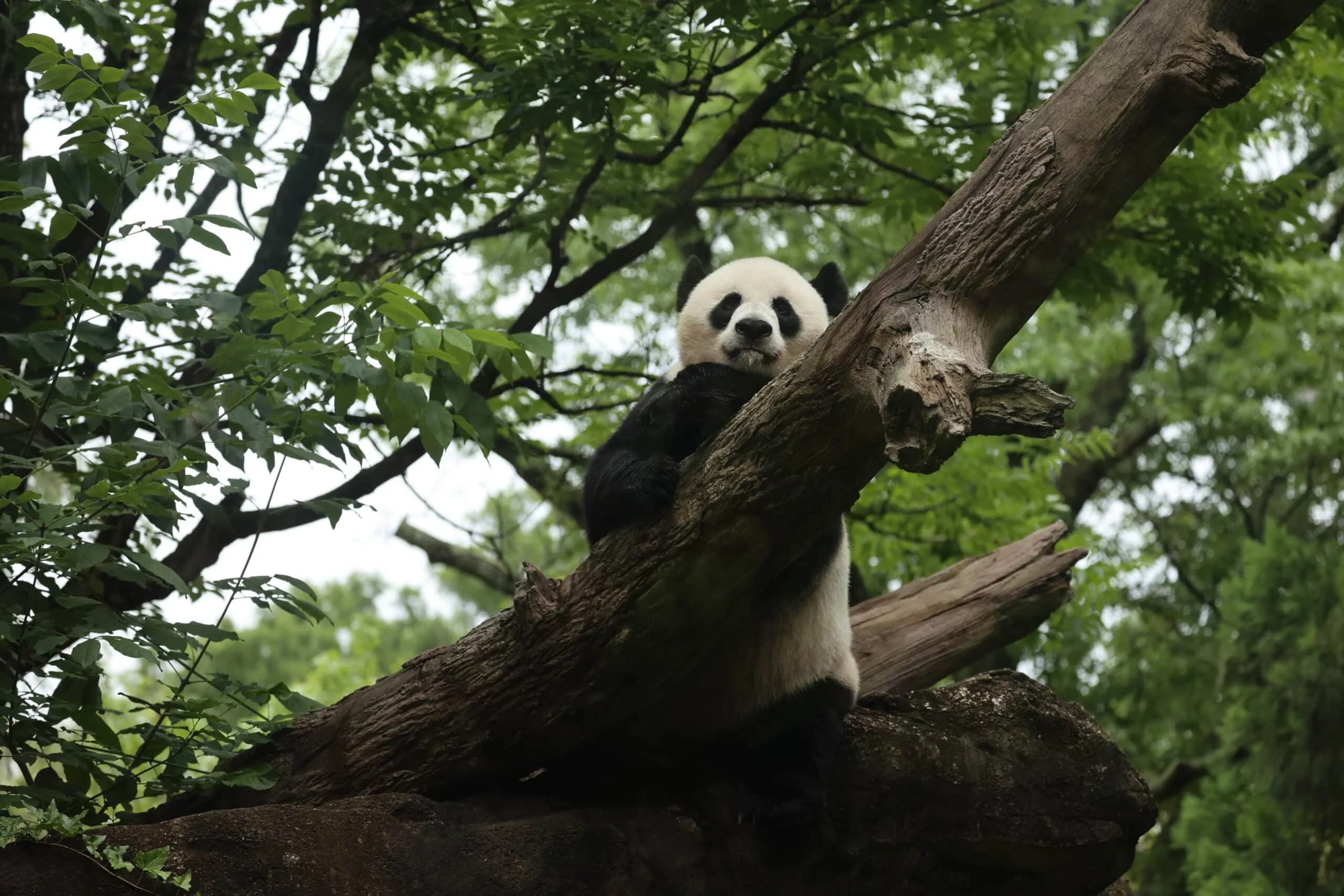 Smithsonian's National Zoo