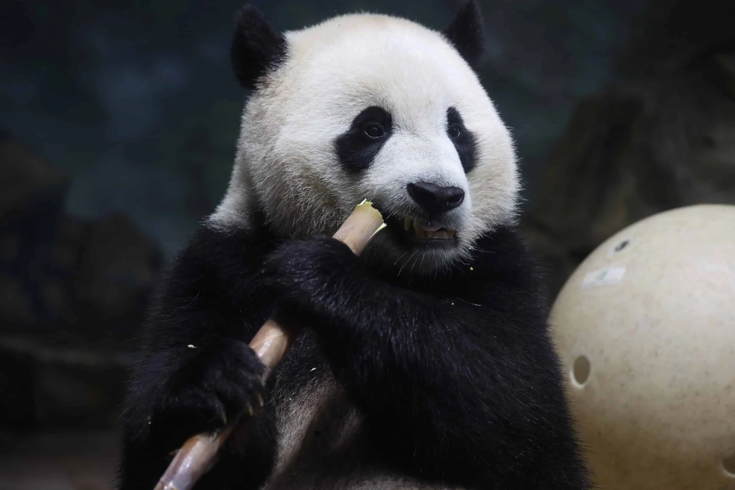 Smithsonian's National Zoo