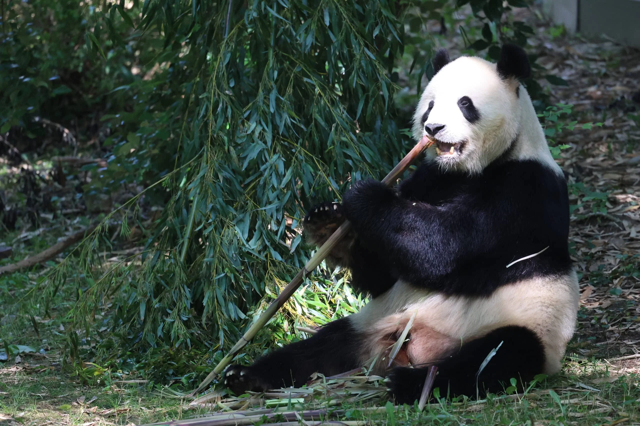 Smithsonian's National Zoo