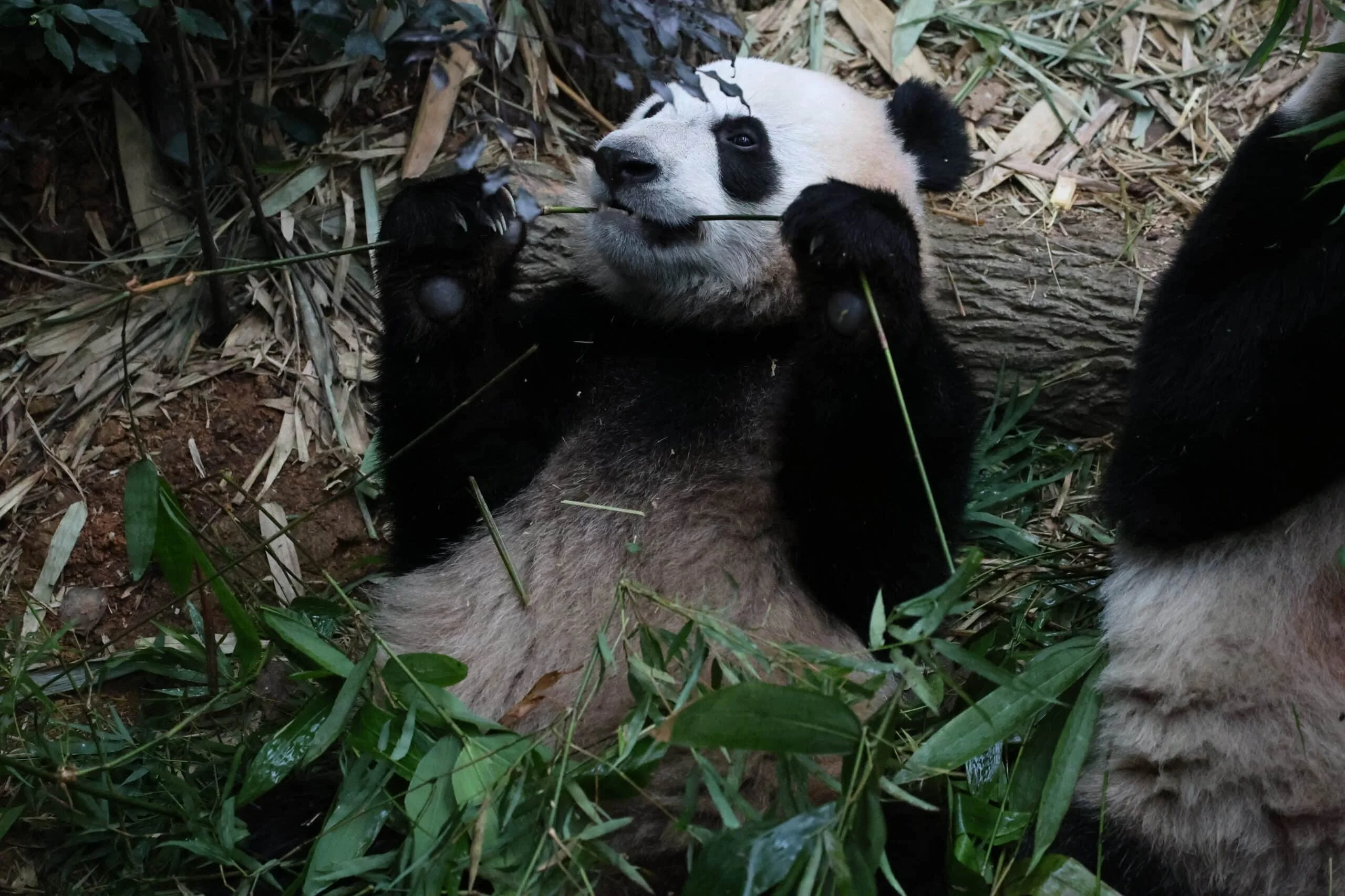 Mandai River Wonders