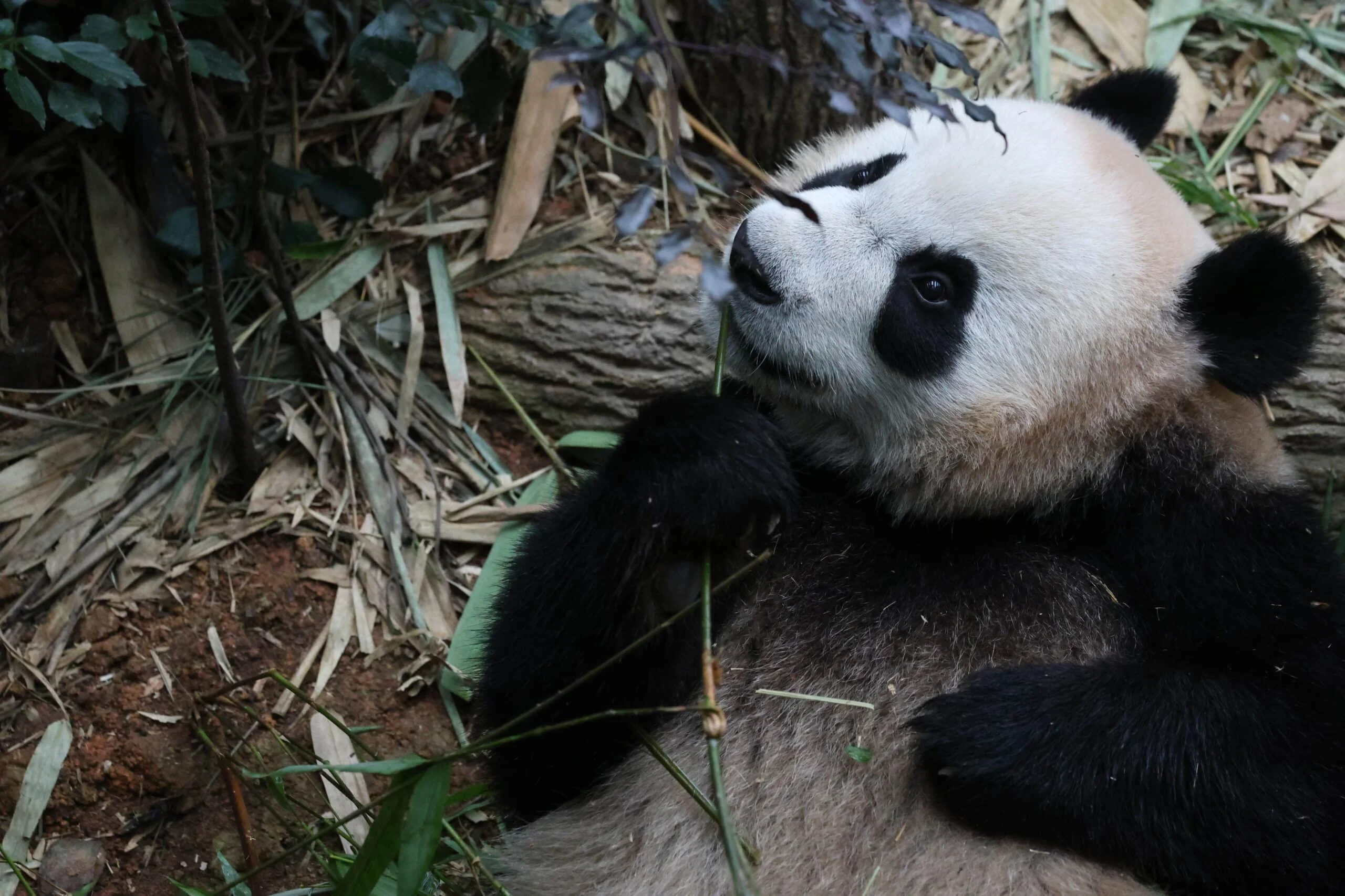 Mandai River Wonders