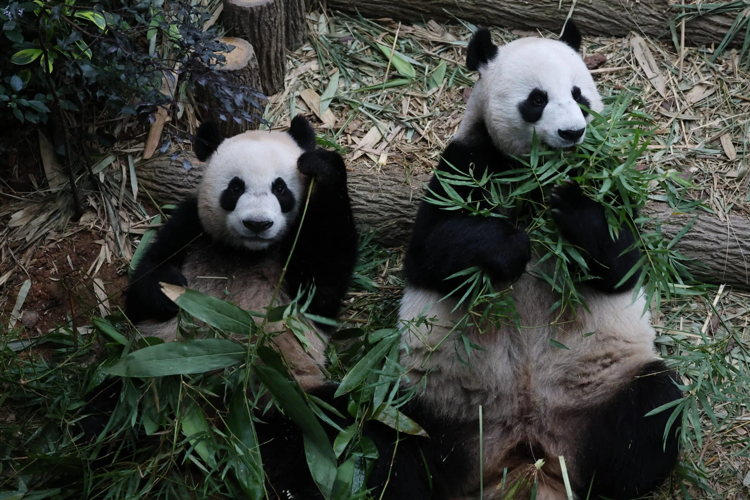 Mandai River Wonders
