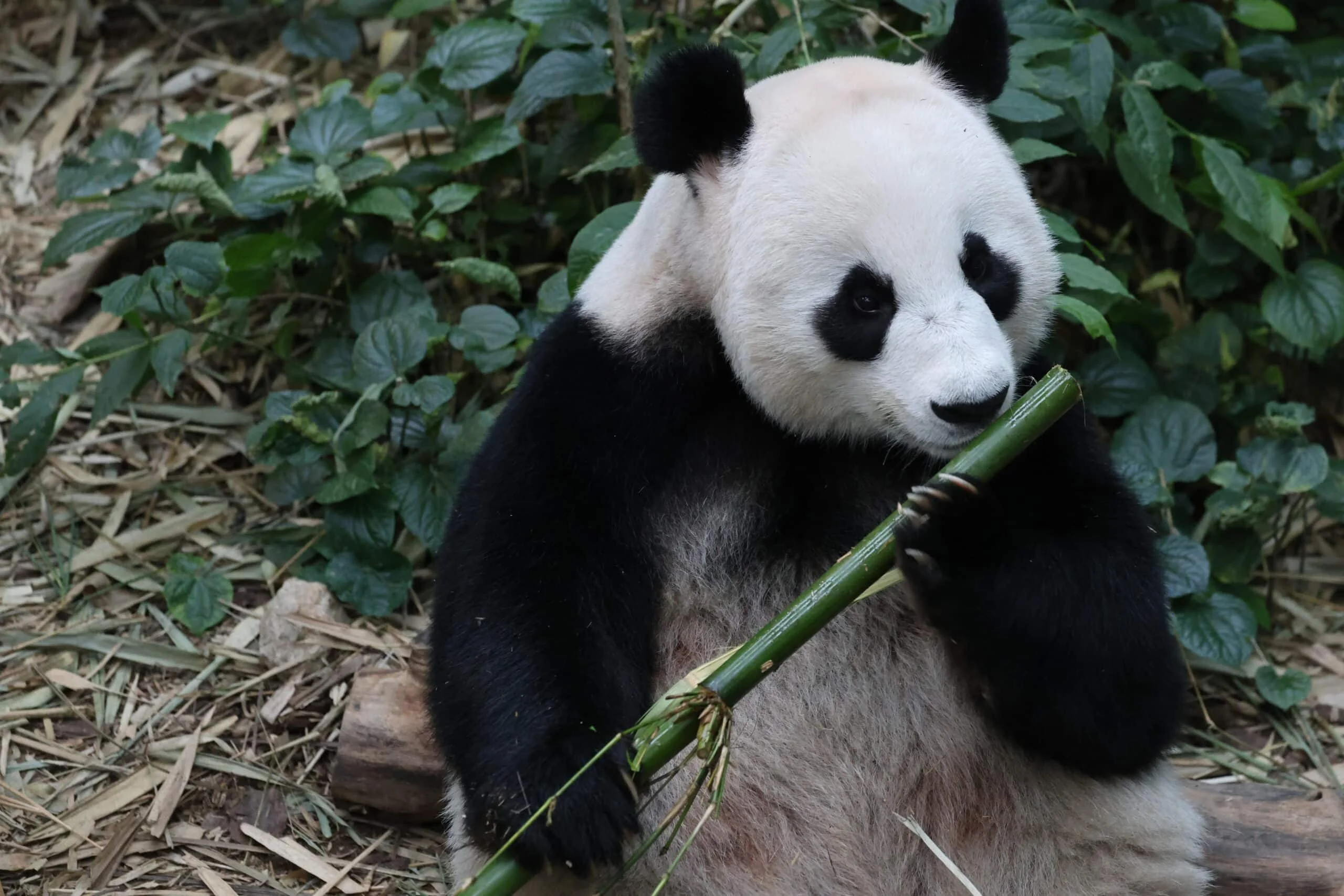 Mandai River Wonders