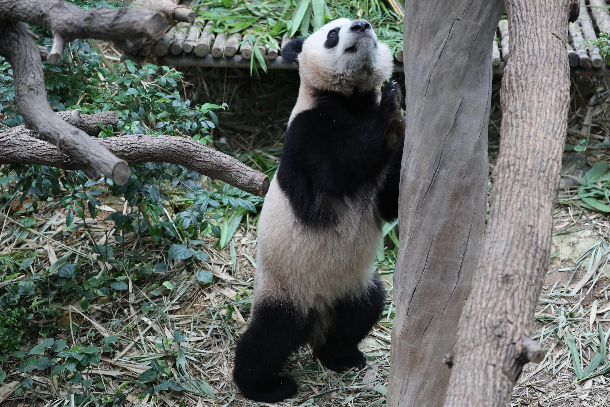 Mandai River Wonders