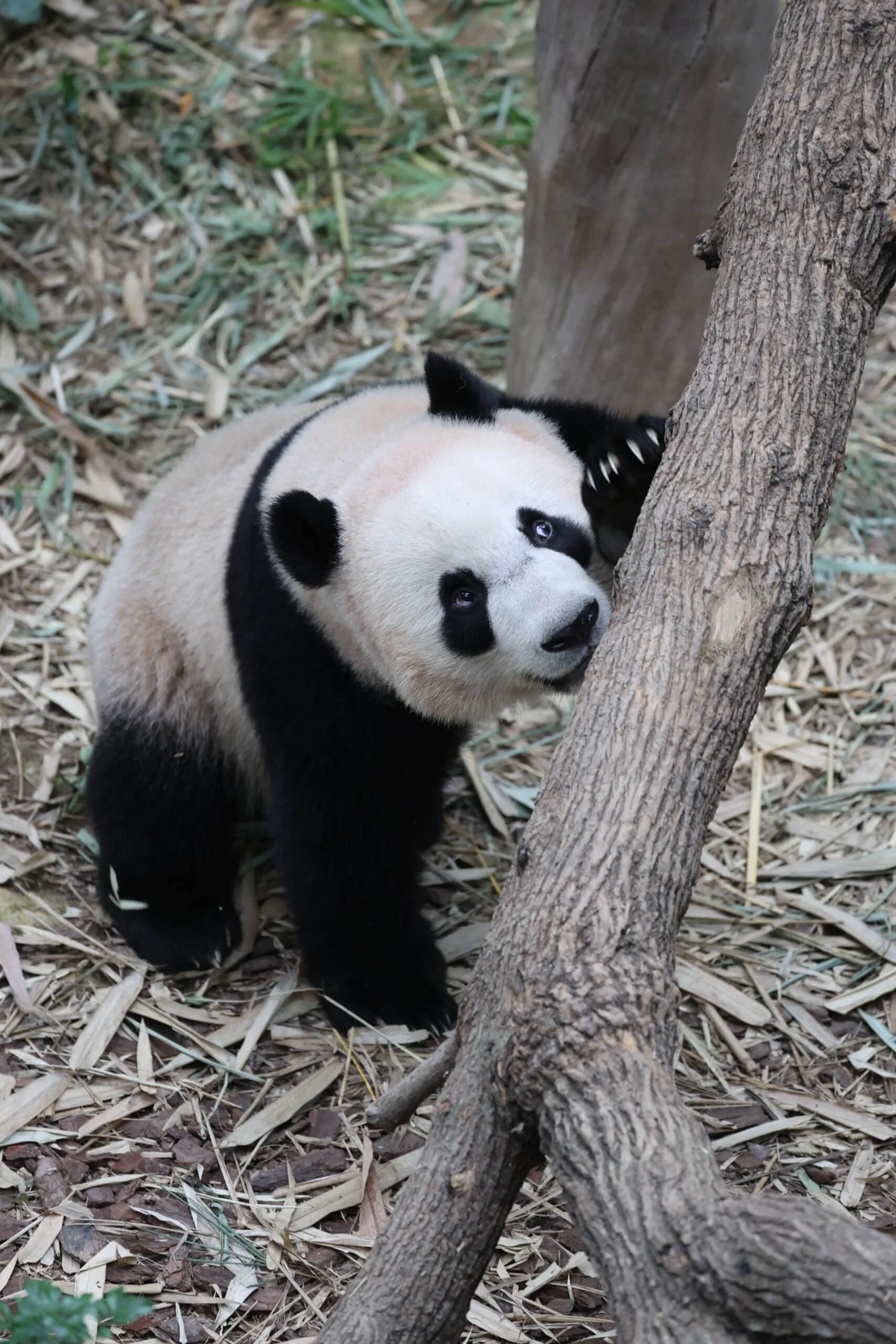 Mandai River Wonders