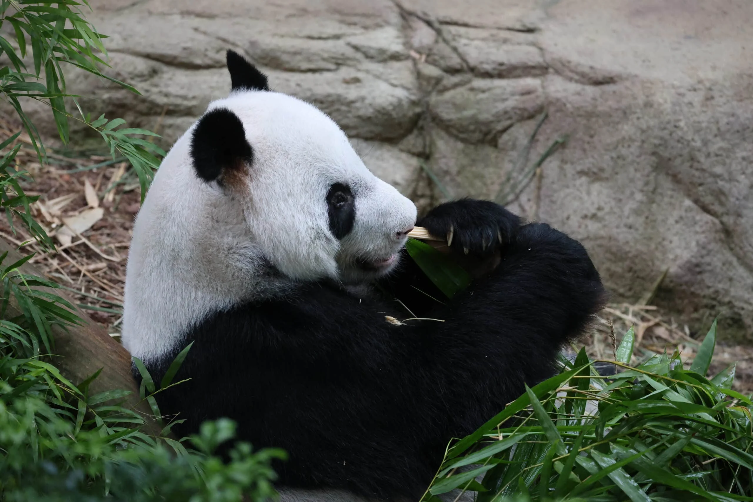 Mandai River Wonders