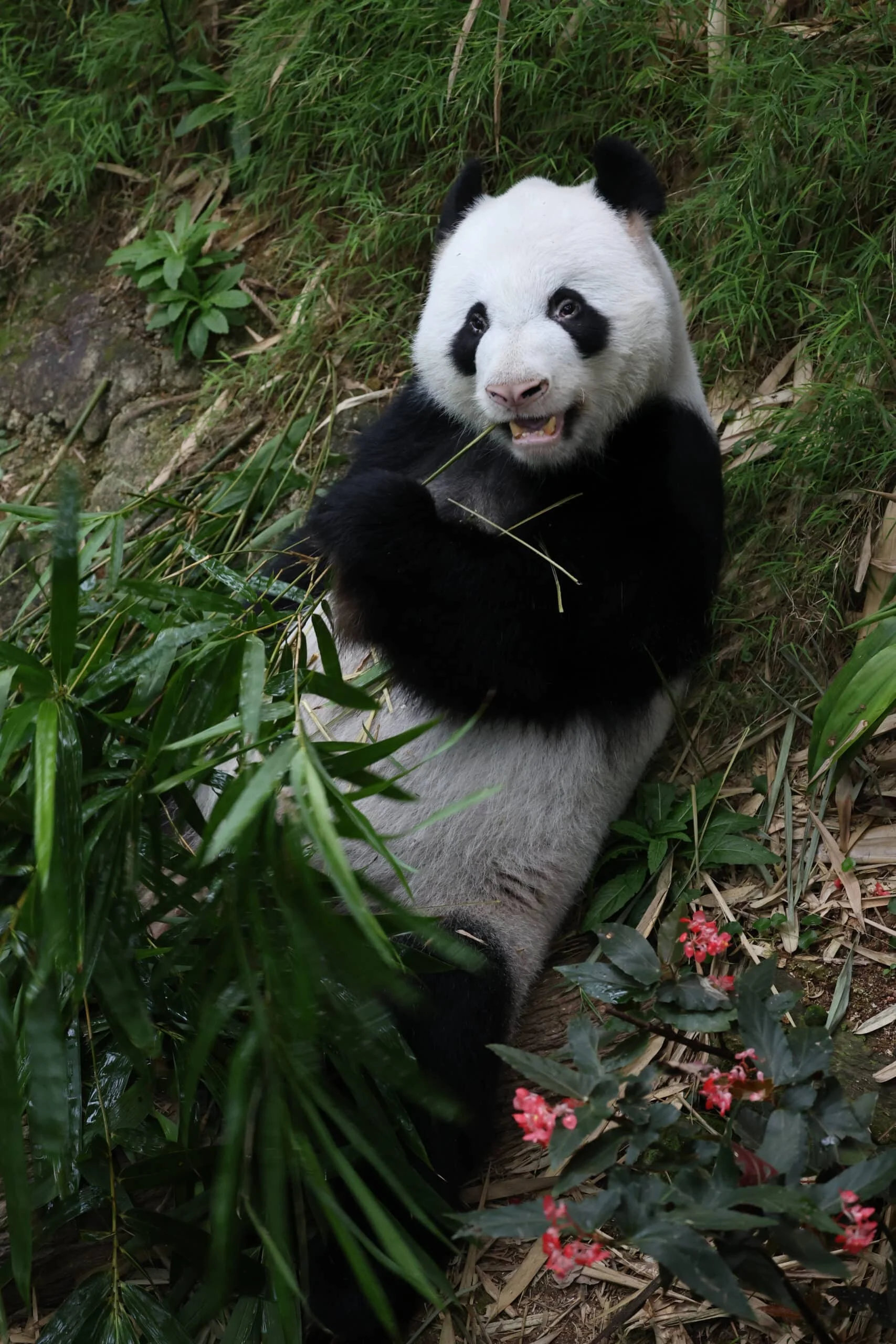 Mandai River Wonders