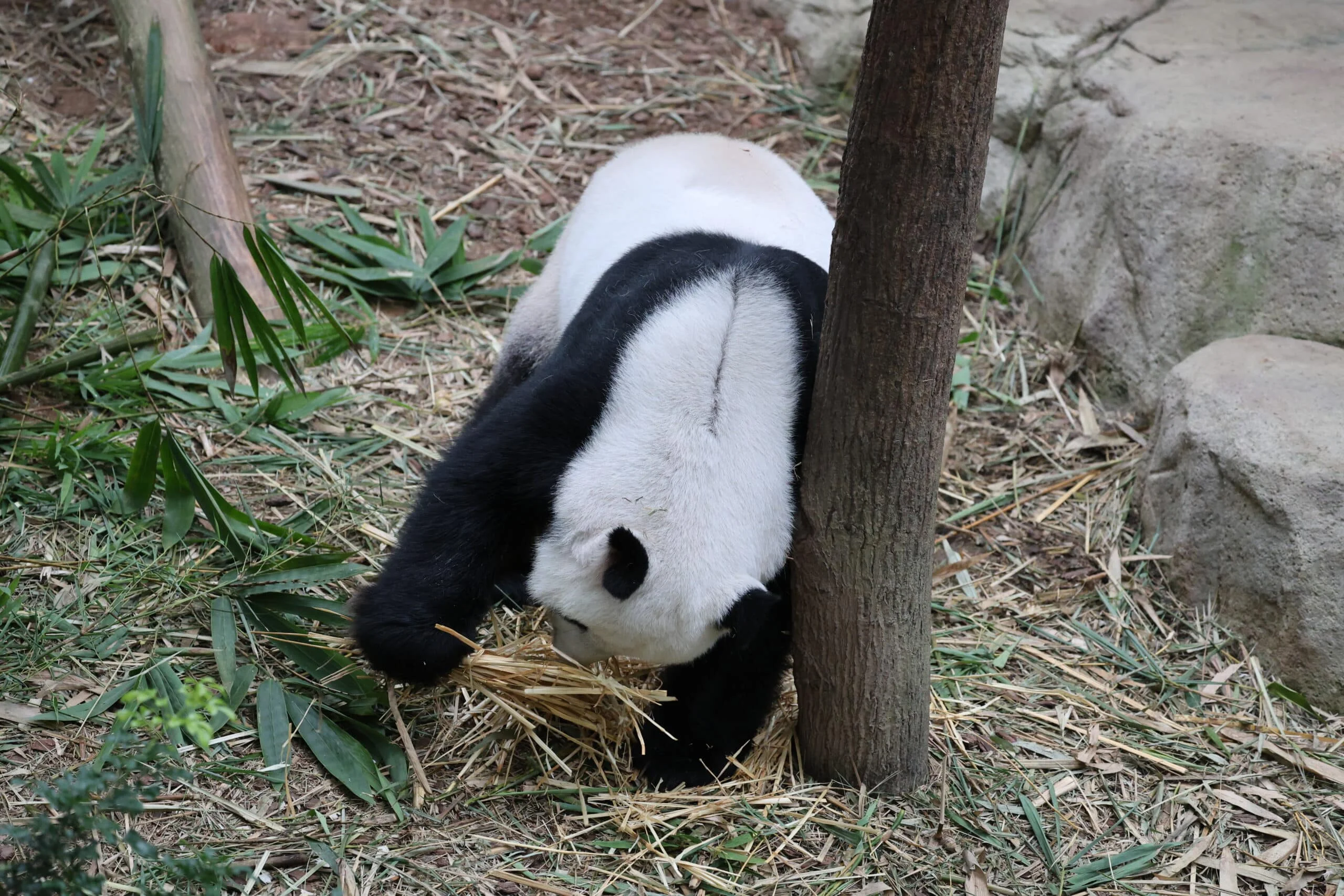 Mandai River Wonders