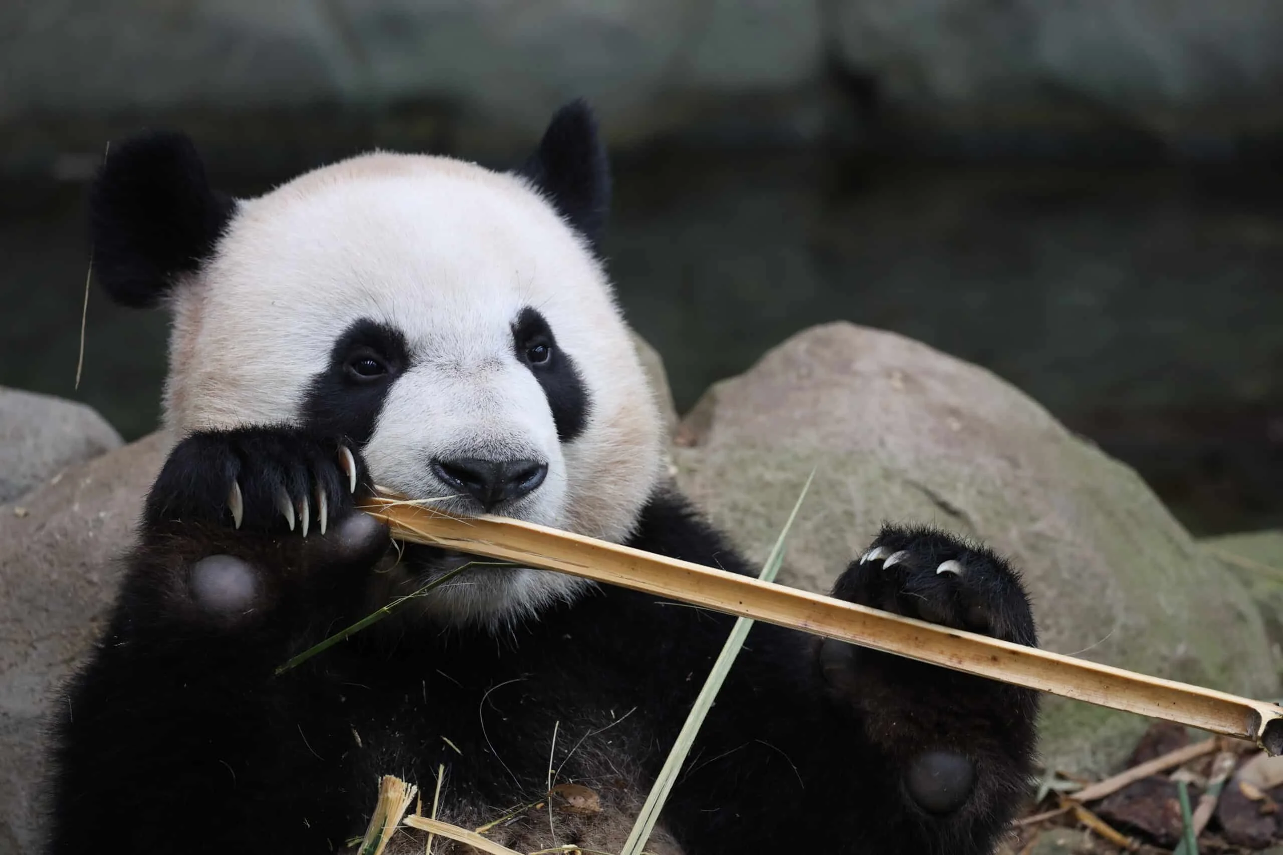 Mandai River Wonders