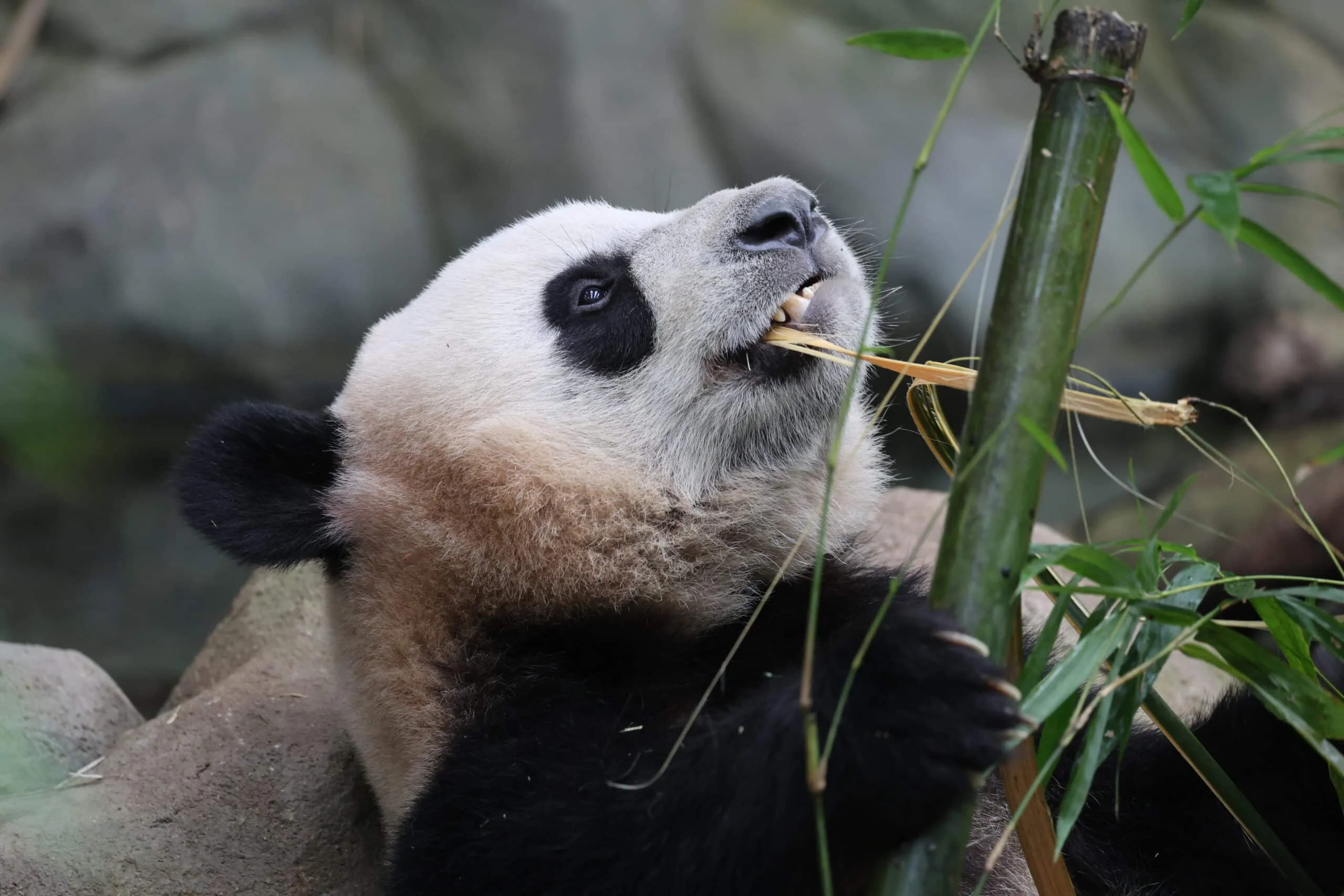 Mandai River Wonders