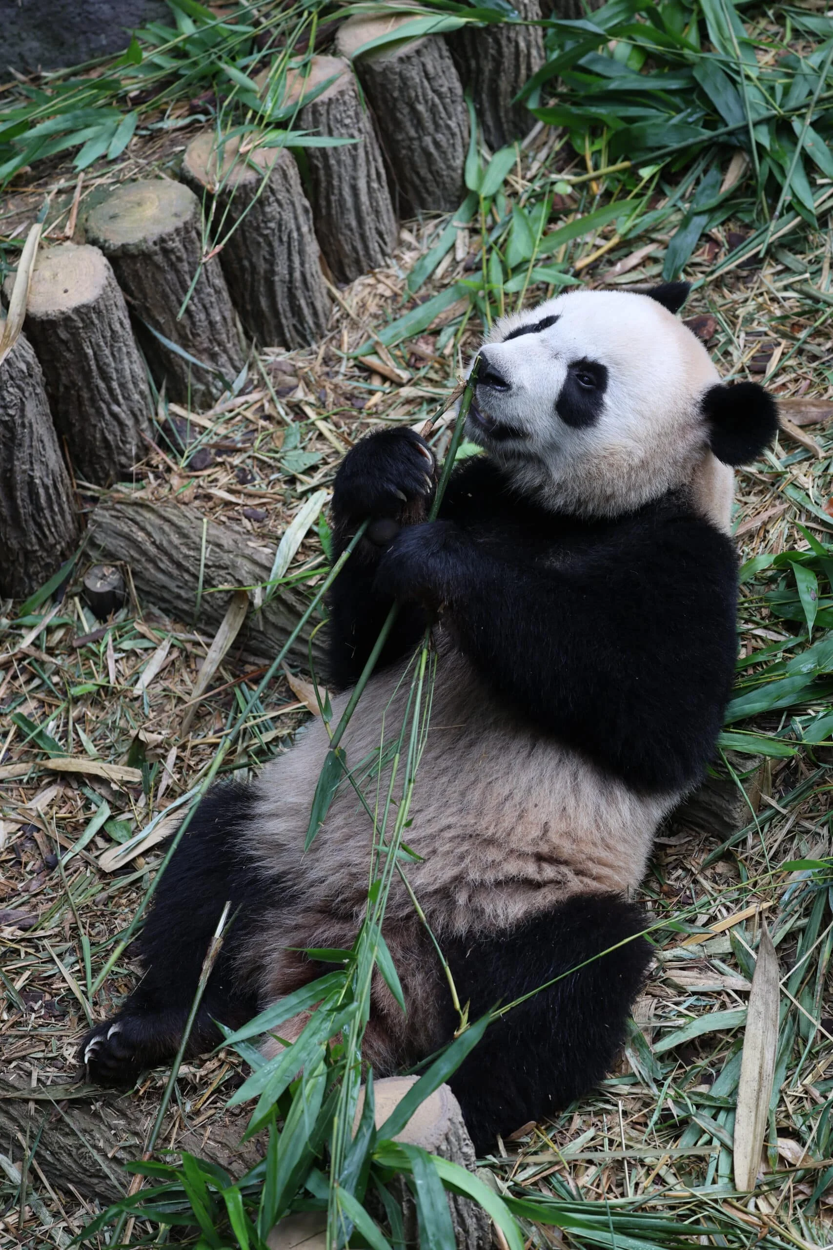 Mandai River Wonders