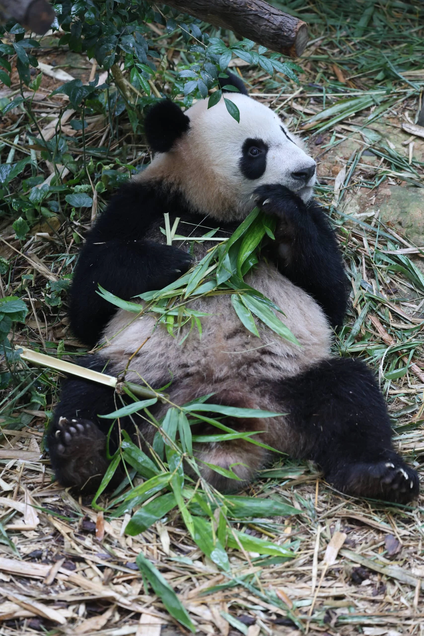 Mandai River Wonders