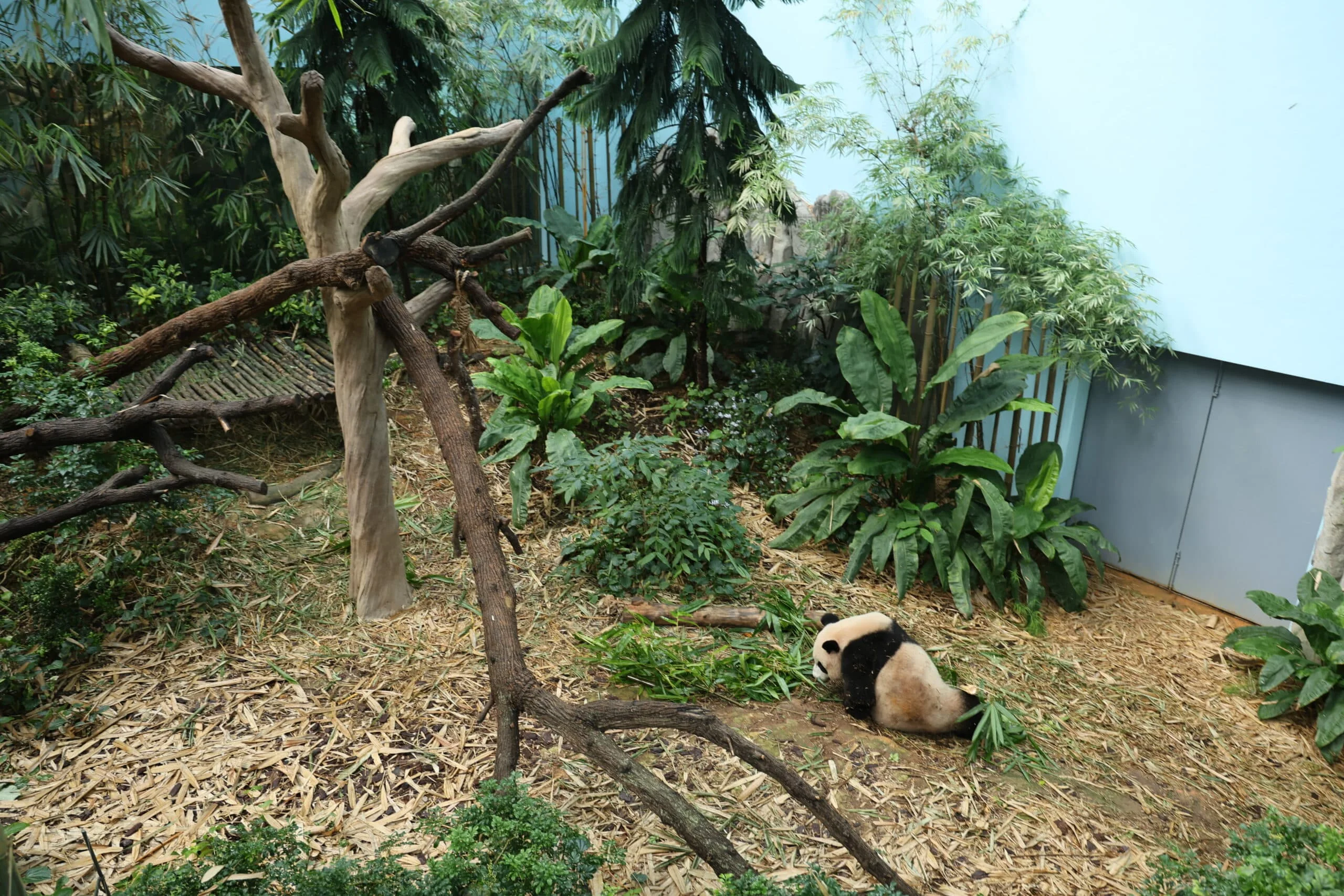 Mandai River Wonders