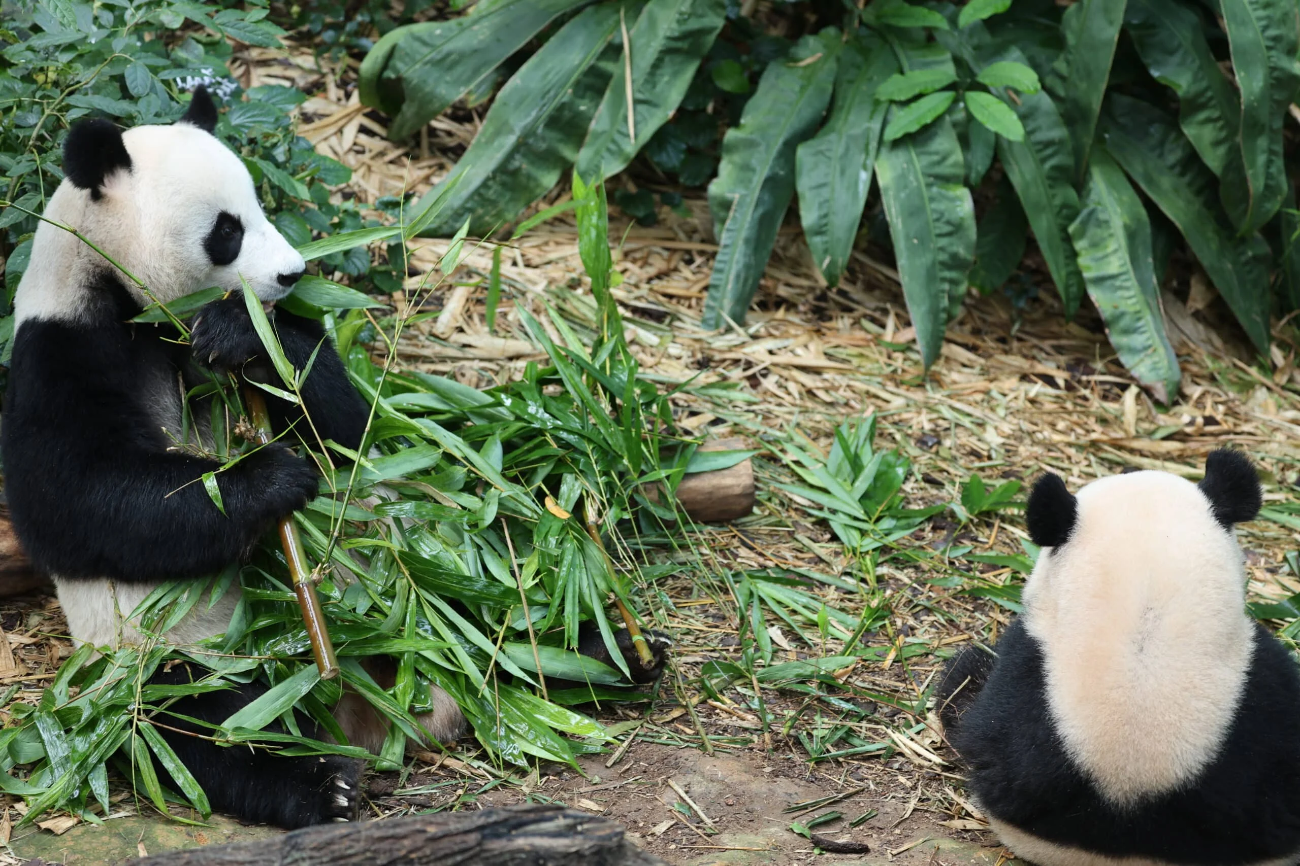 Mandai River Wonders