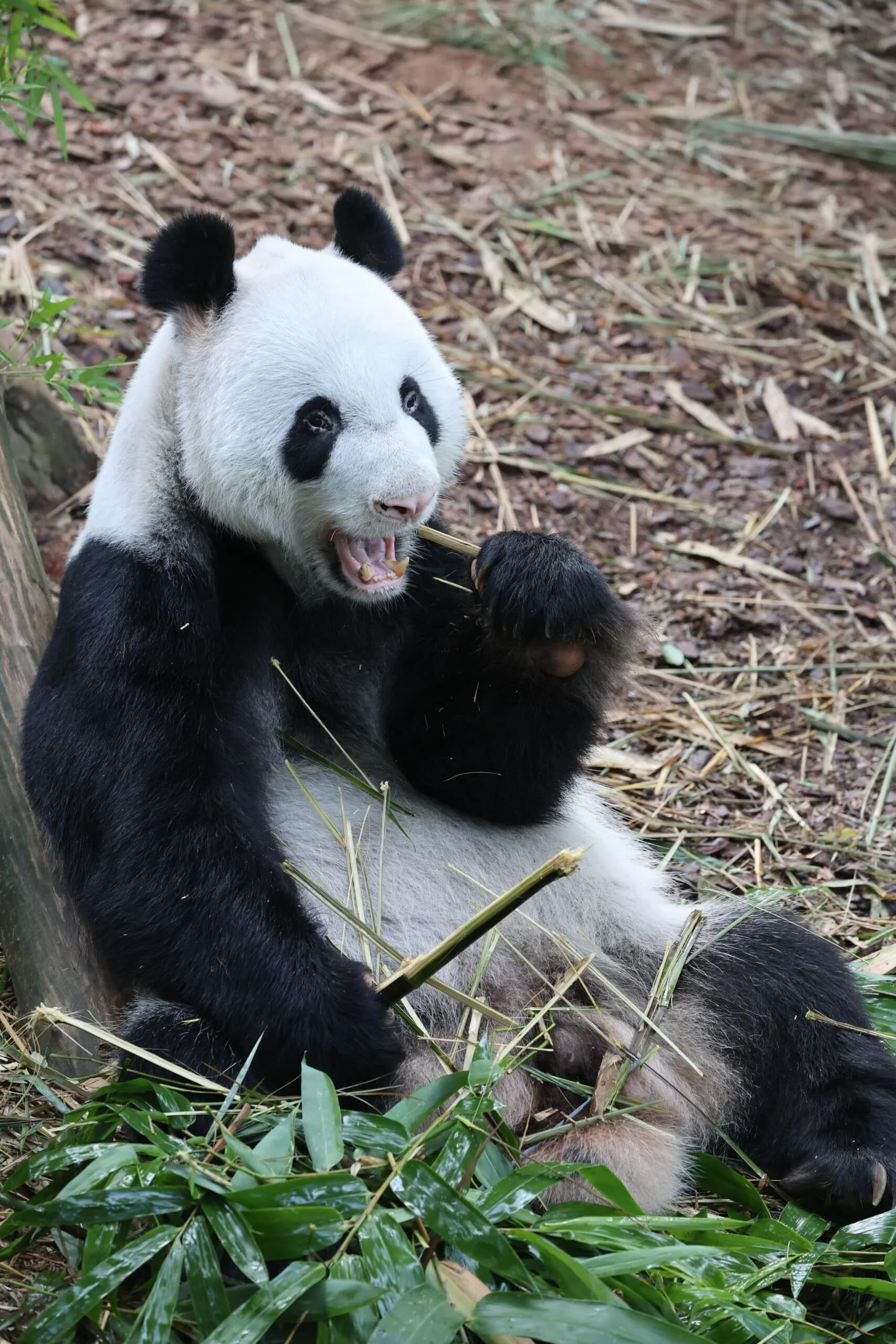 Mandai River Wonders