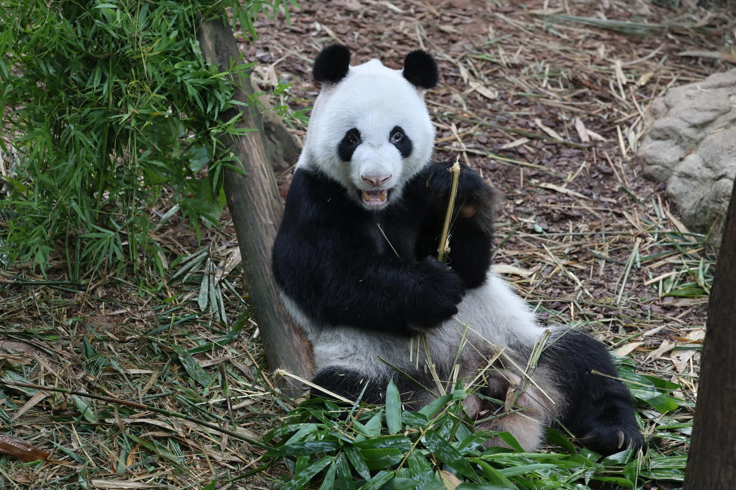 Mandai River Wonders
