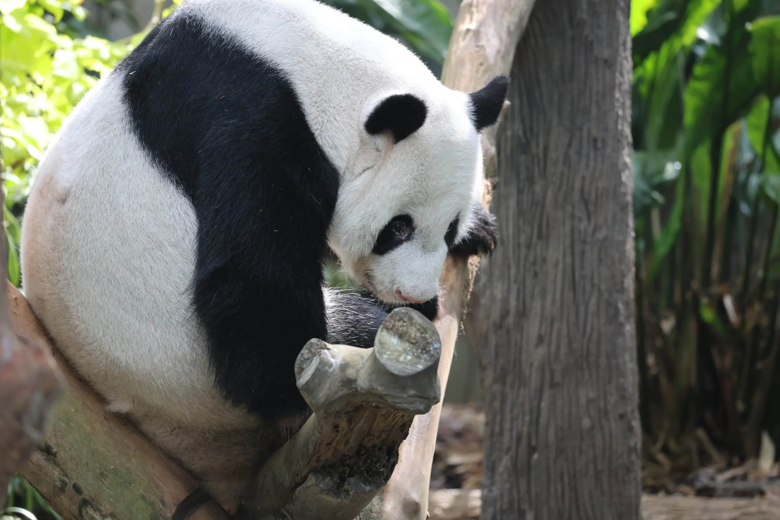 Mandai River Wonders