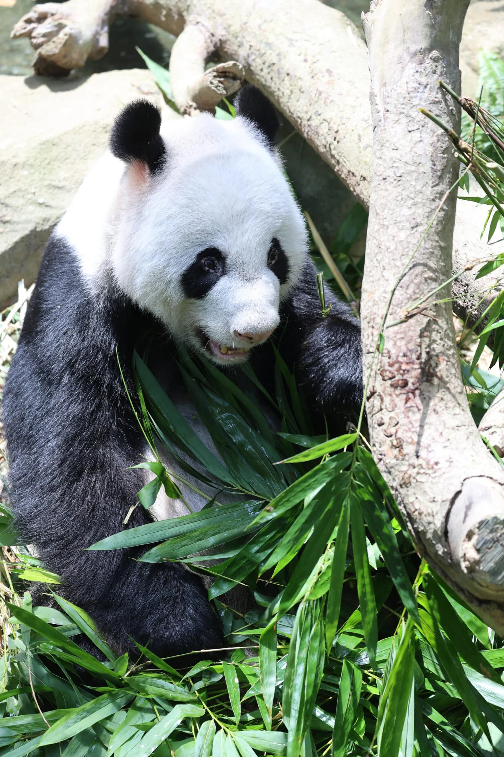 Mandai River Wonders