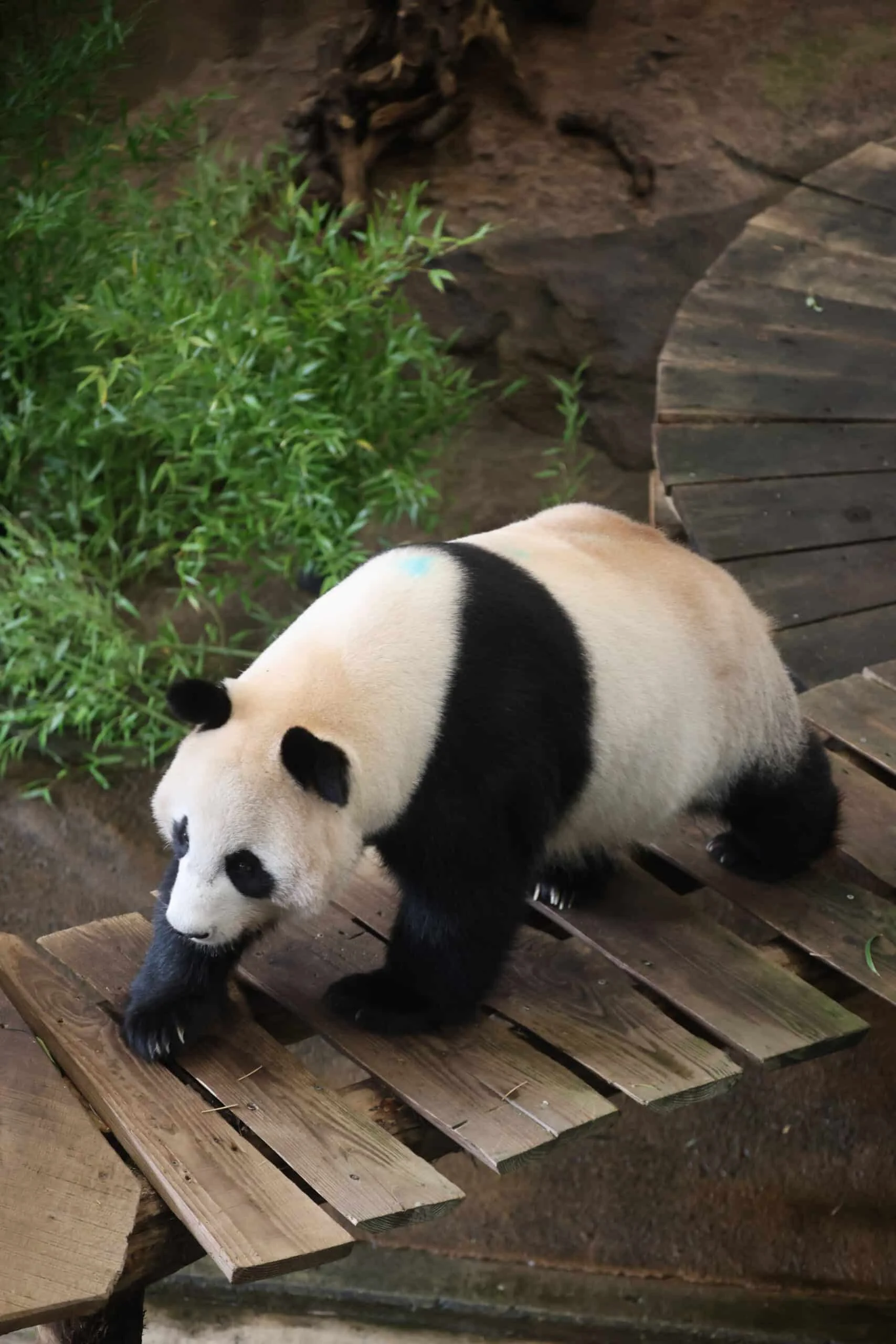 Ouwehands Dierenpark Rhenen