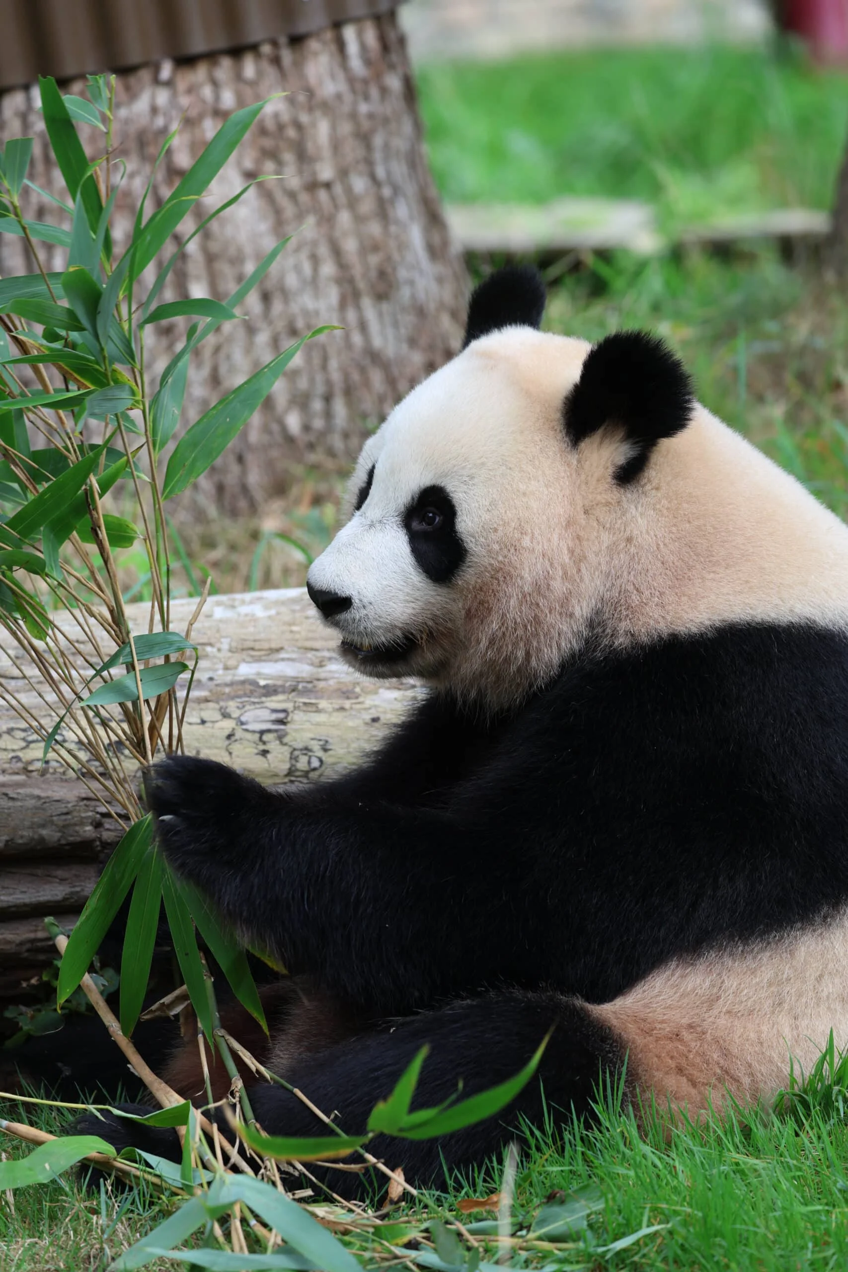 Ouwehands Dierenpark Rhenen