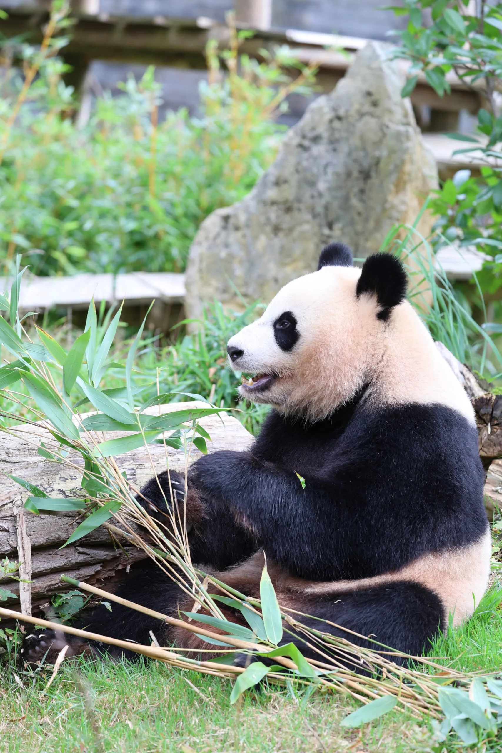 Ouwehands Dierenpark Rhenen