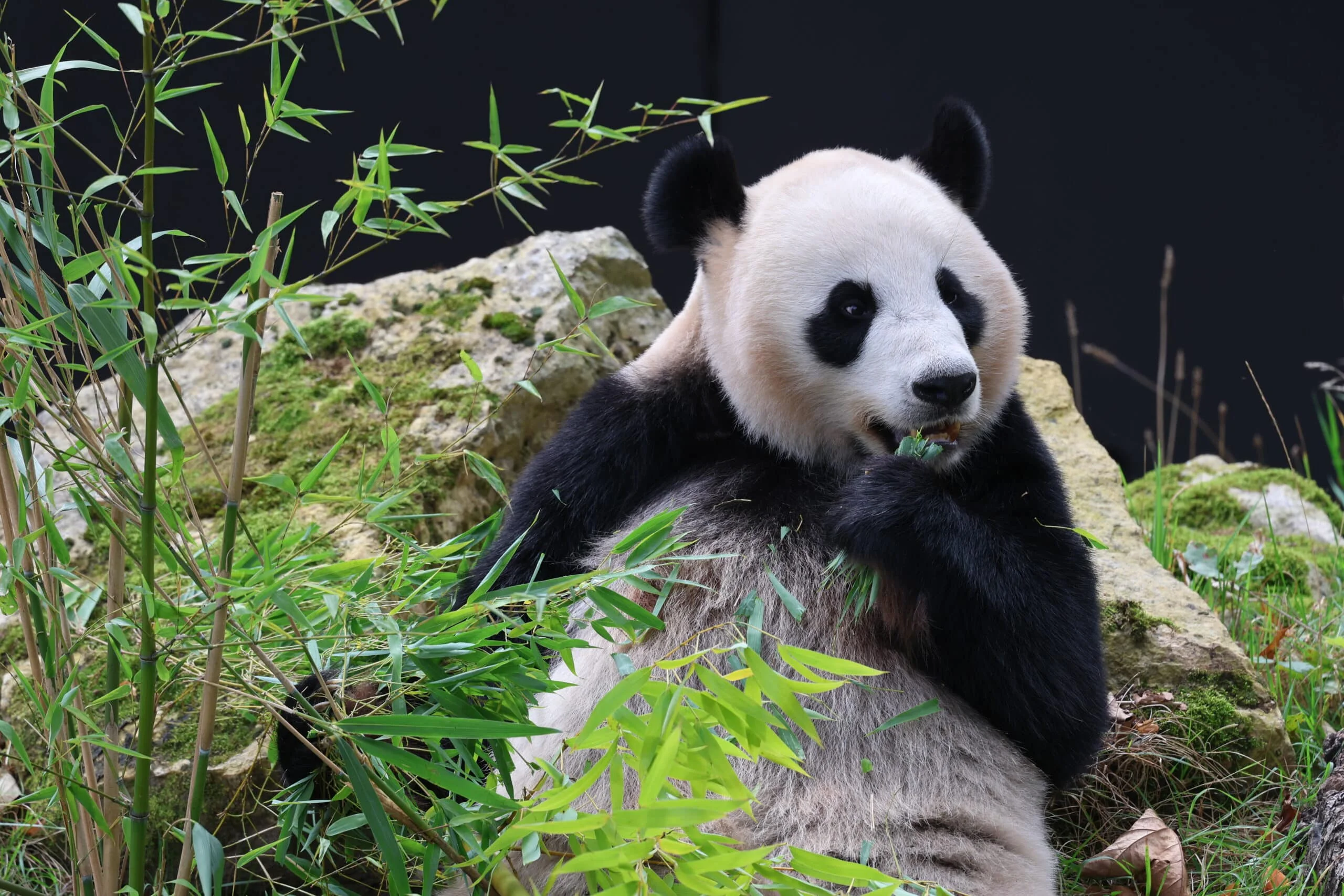 Ouwehands Dierenpark Rhenen