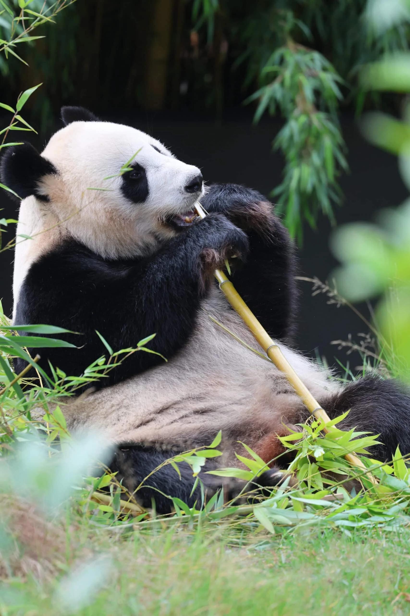 Ouwehands Dierenpark Rhenen