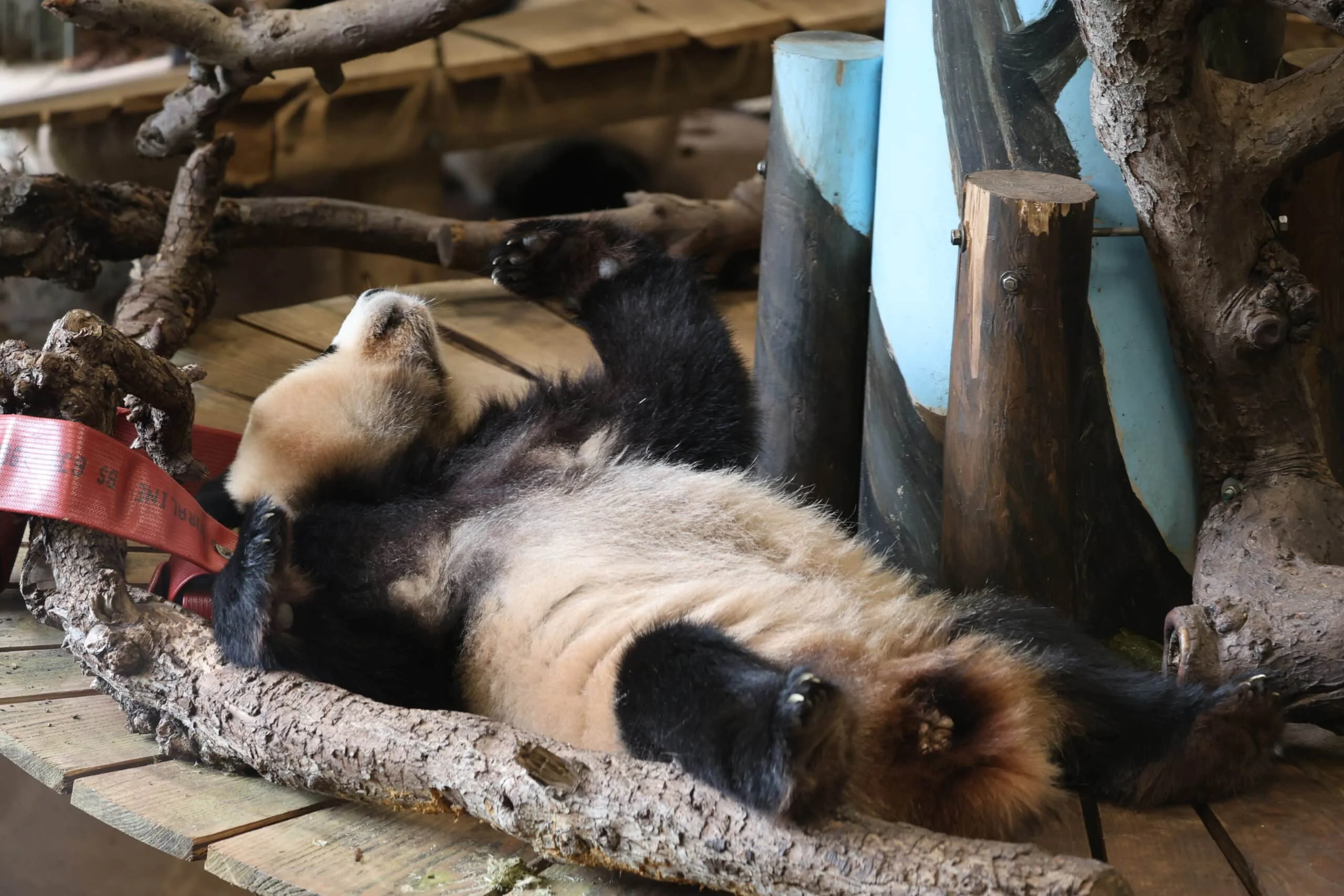 Ouwehands Dierenpark Rhenen