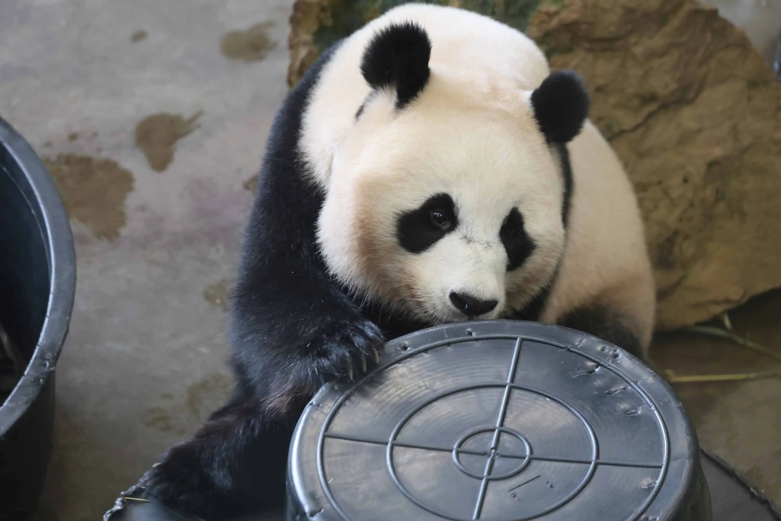 Ouwehands Dierenpark Rhenen