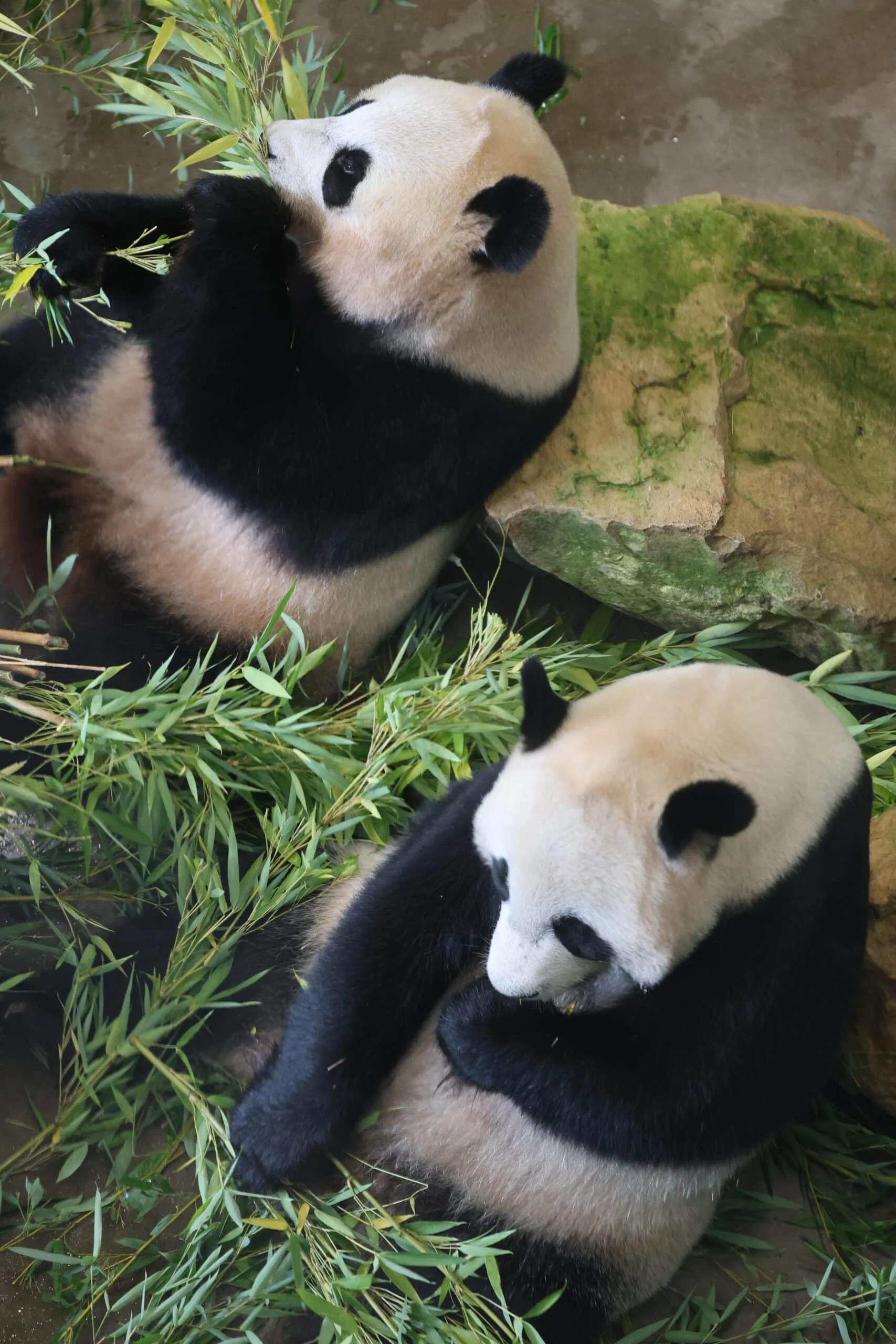 Ouwehands Dierenpark Rhenen