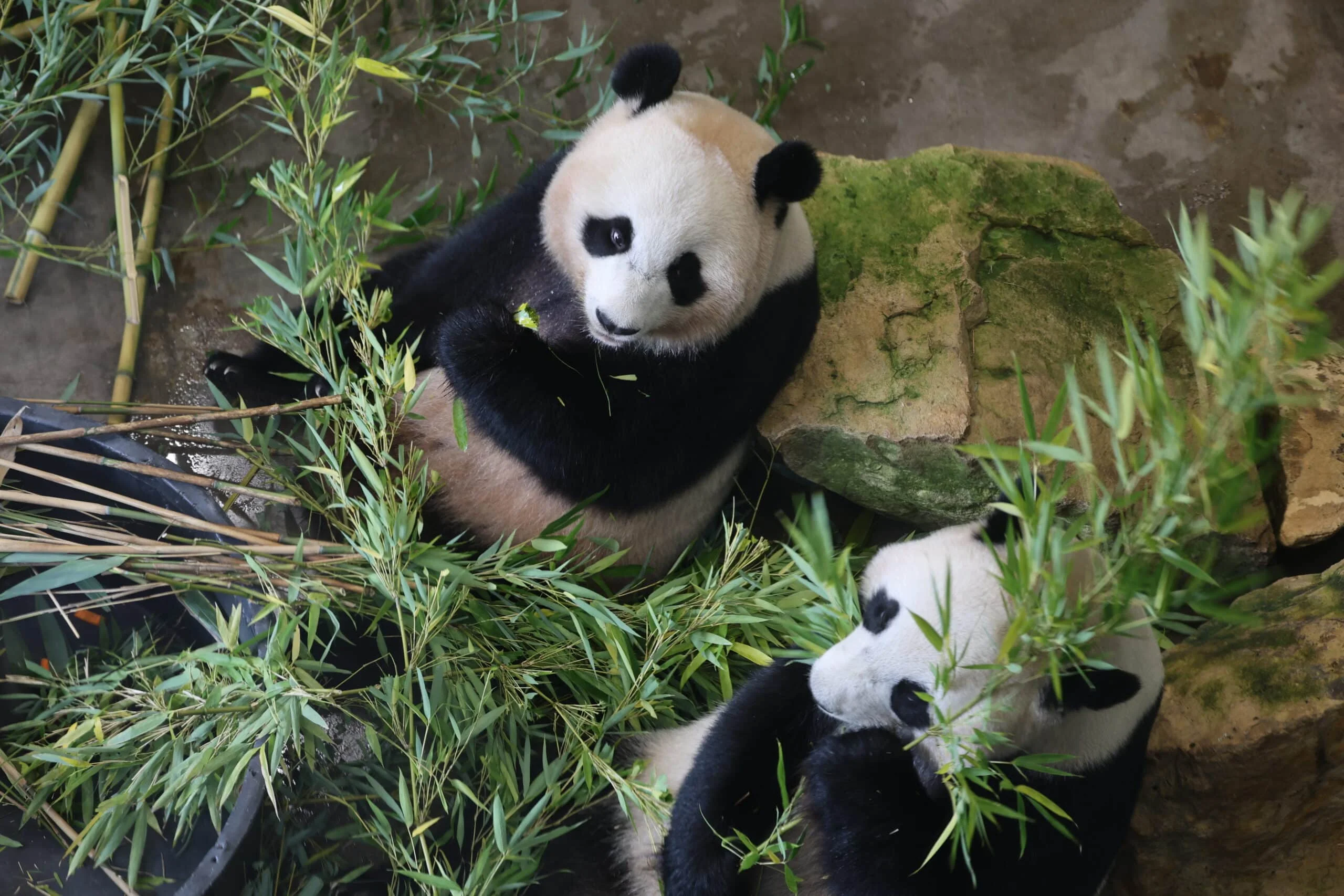 Ouwehands Dierenpark Rhenen