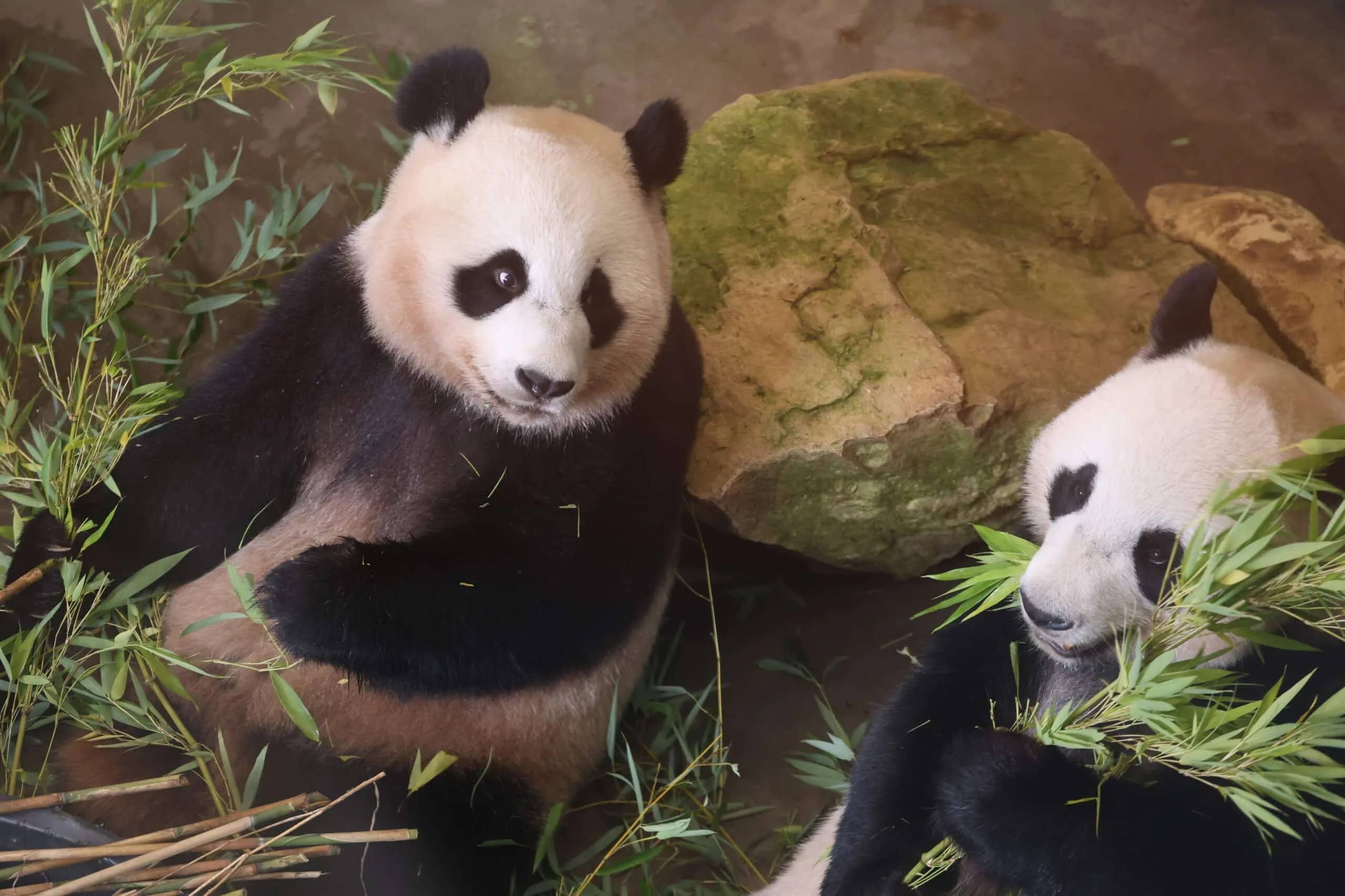 Ouwehands Dierenpark Rhenen