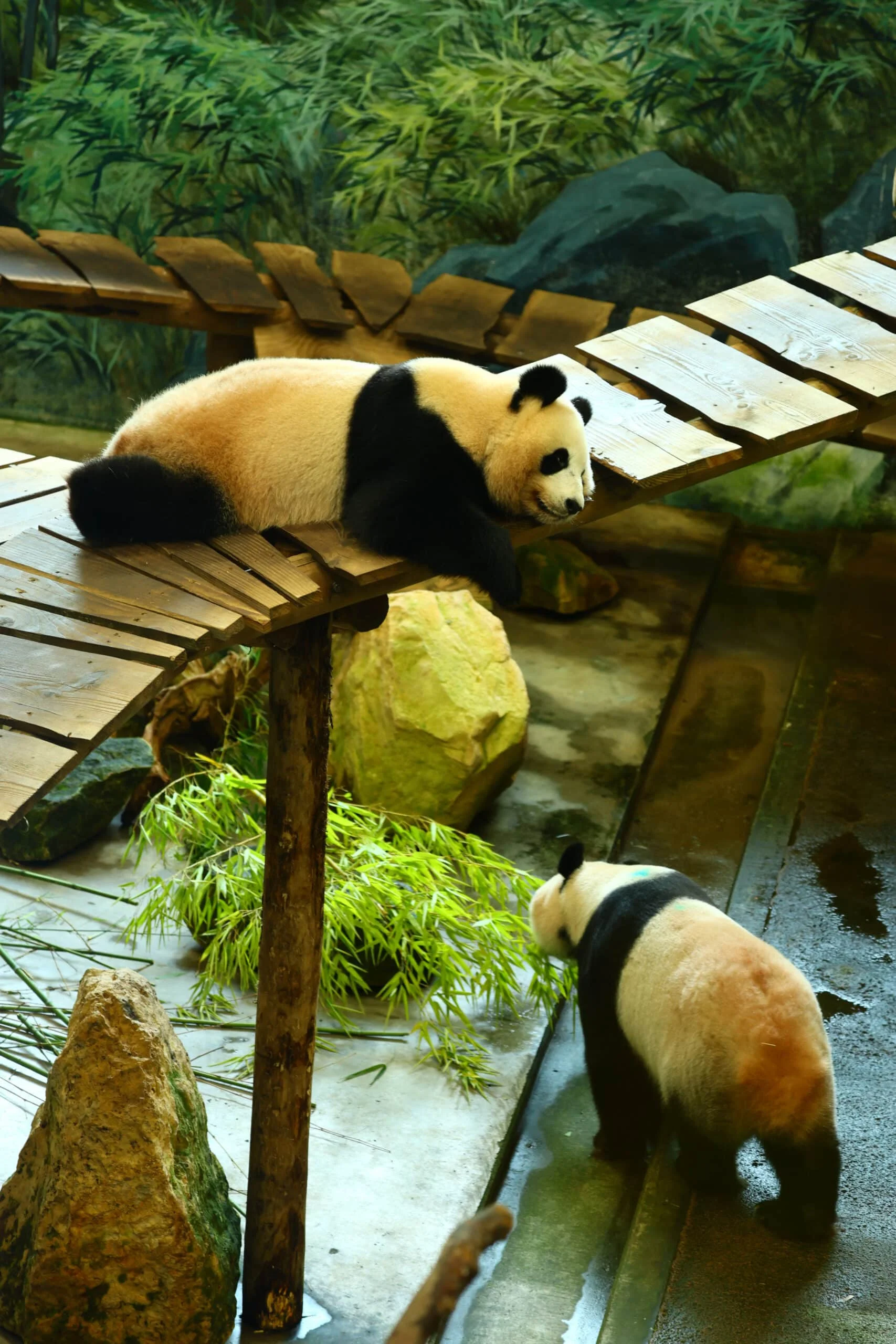 Ouwehands Dierenpark Rhenen