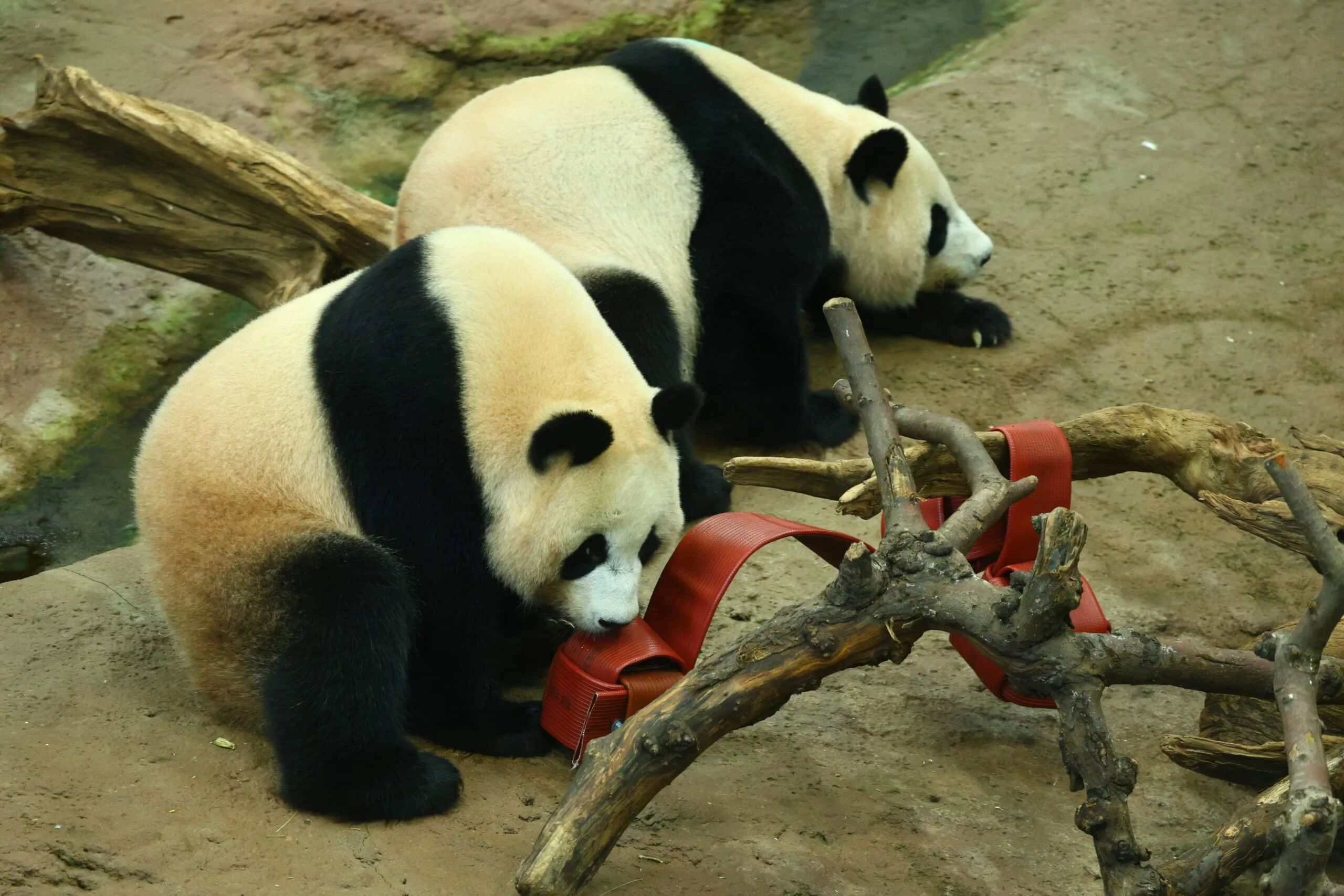 Ouwehands Dierenpark Rhenen