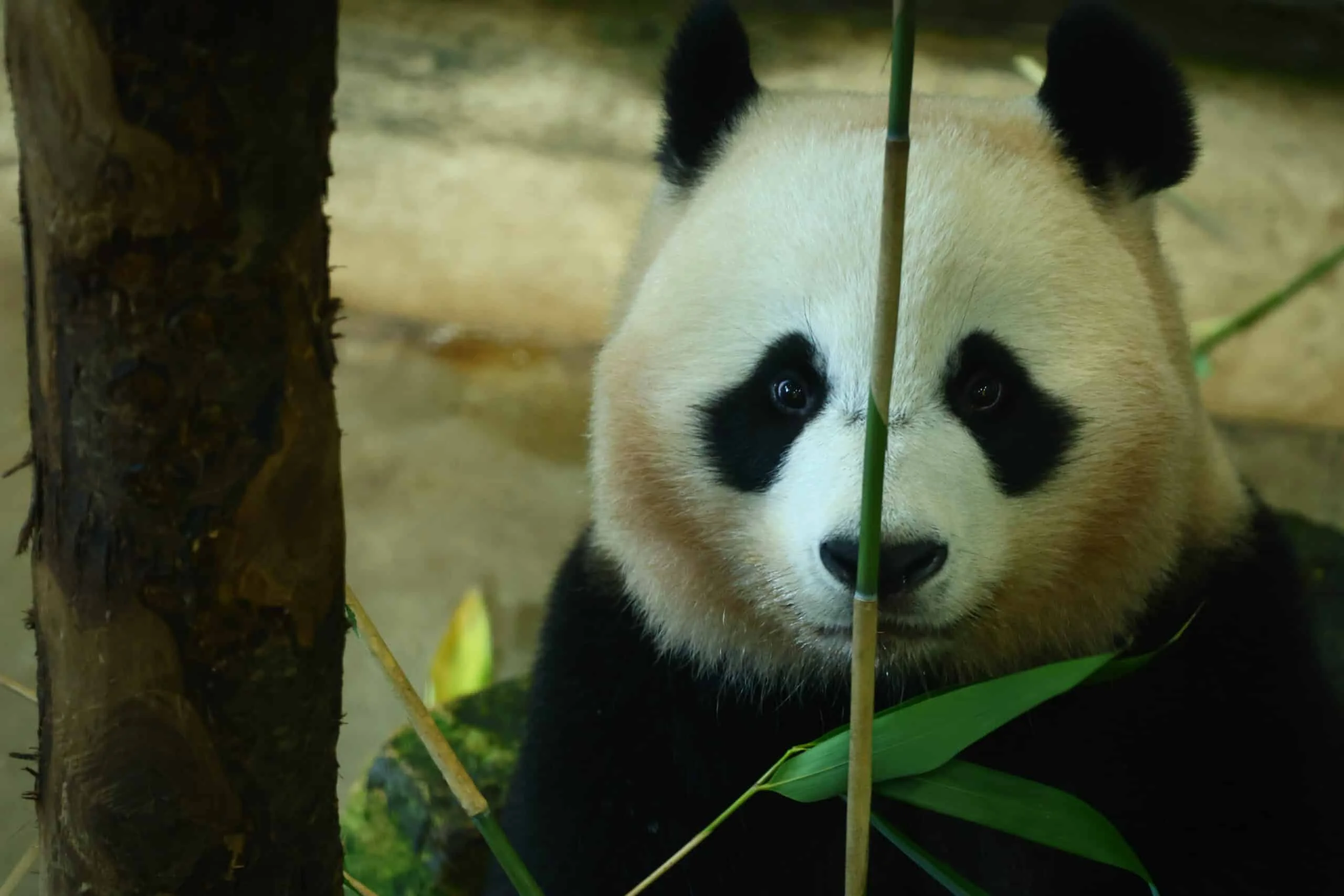 Ouwehands Dierenpark Rhenen