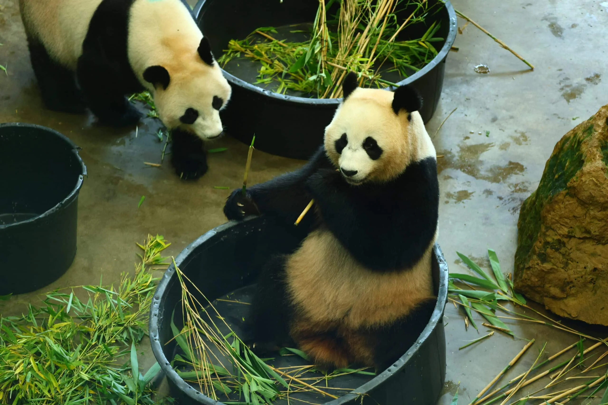 Ouwehands Dierenpark Rhenen