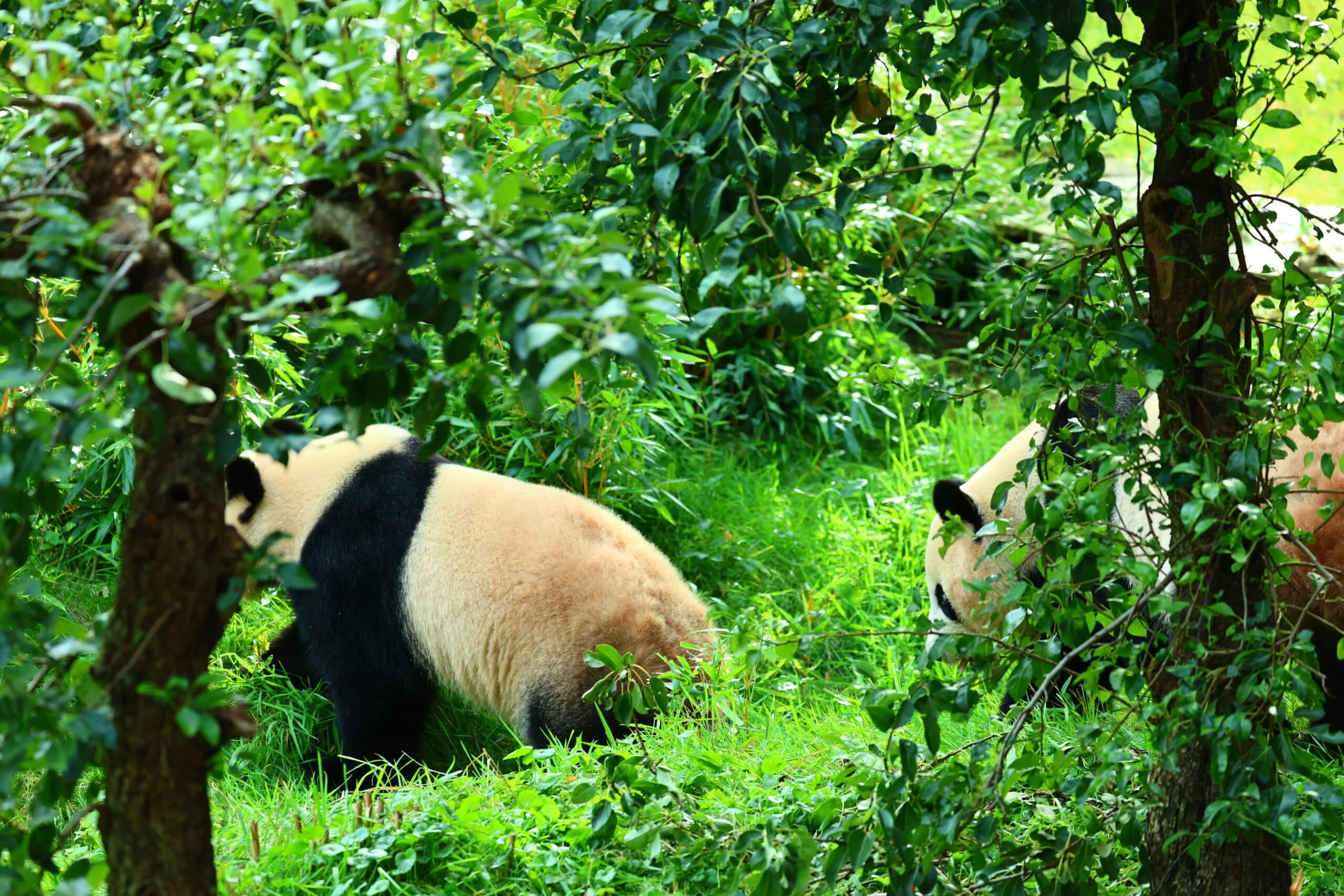Ouwehands Dierenpark Rhenen