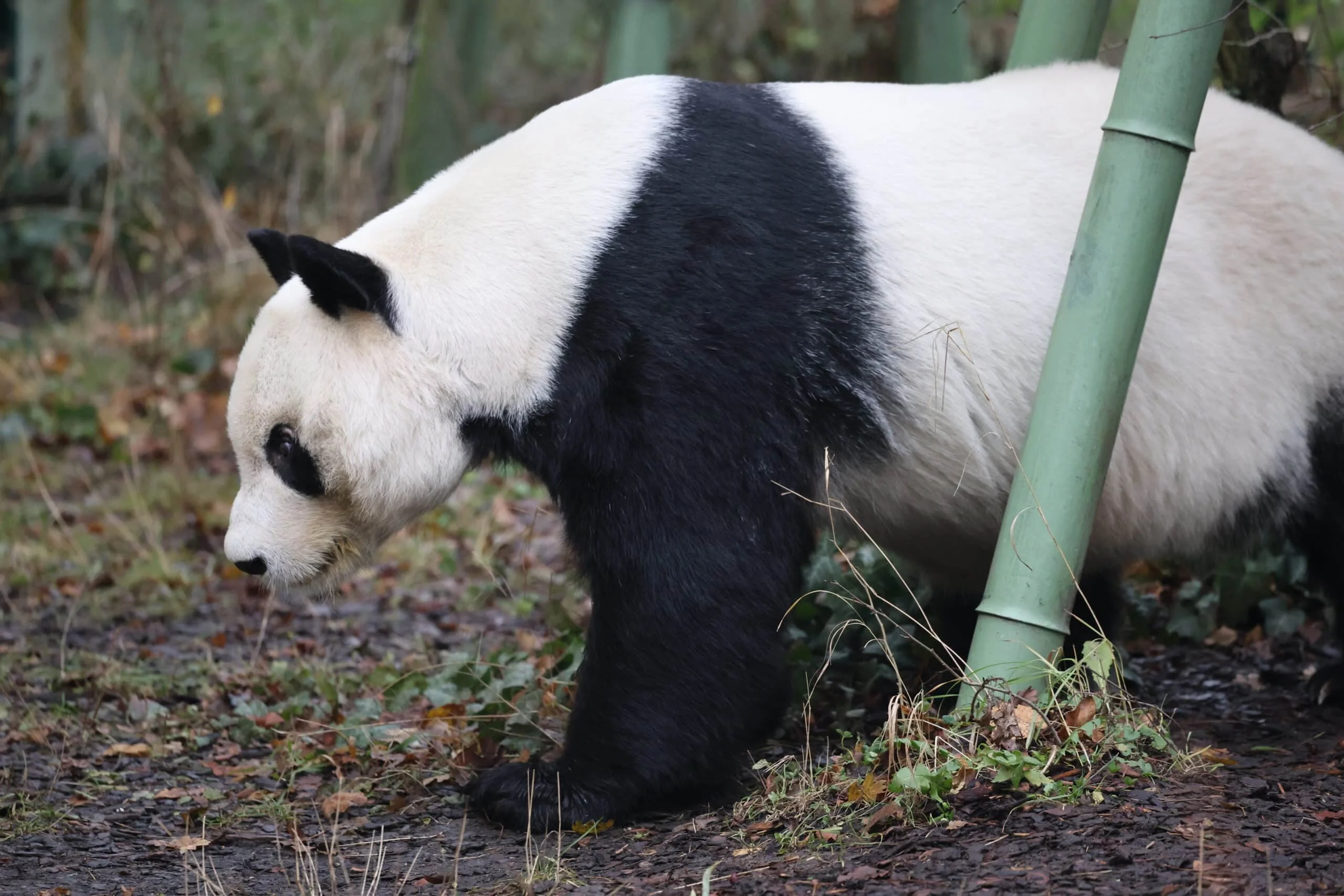 Tiergarten Schönbrunn